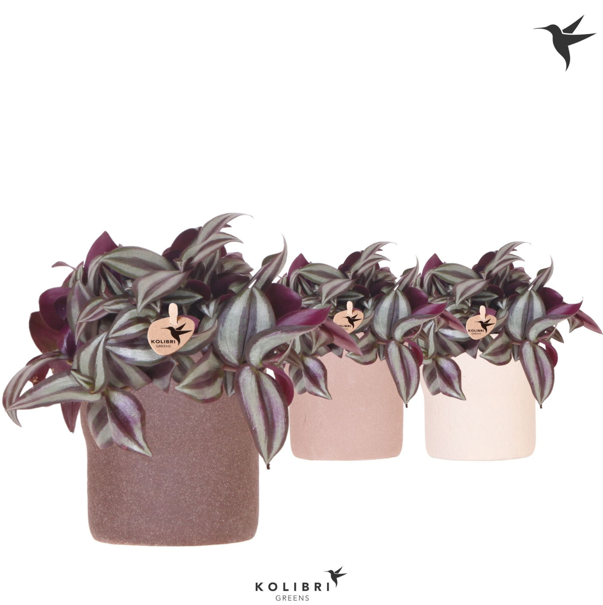 Kolibri Greens Tradescantia Zebrina in Rustic pot sand mix, D 9 cm