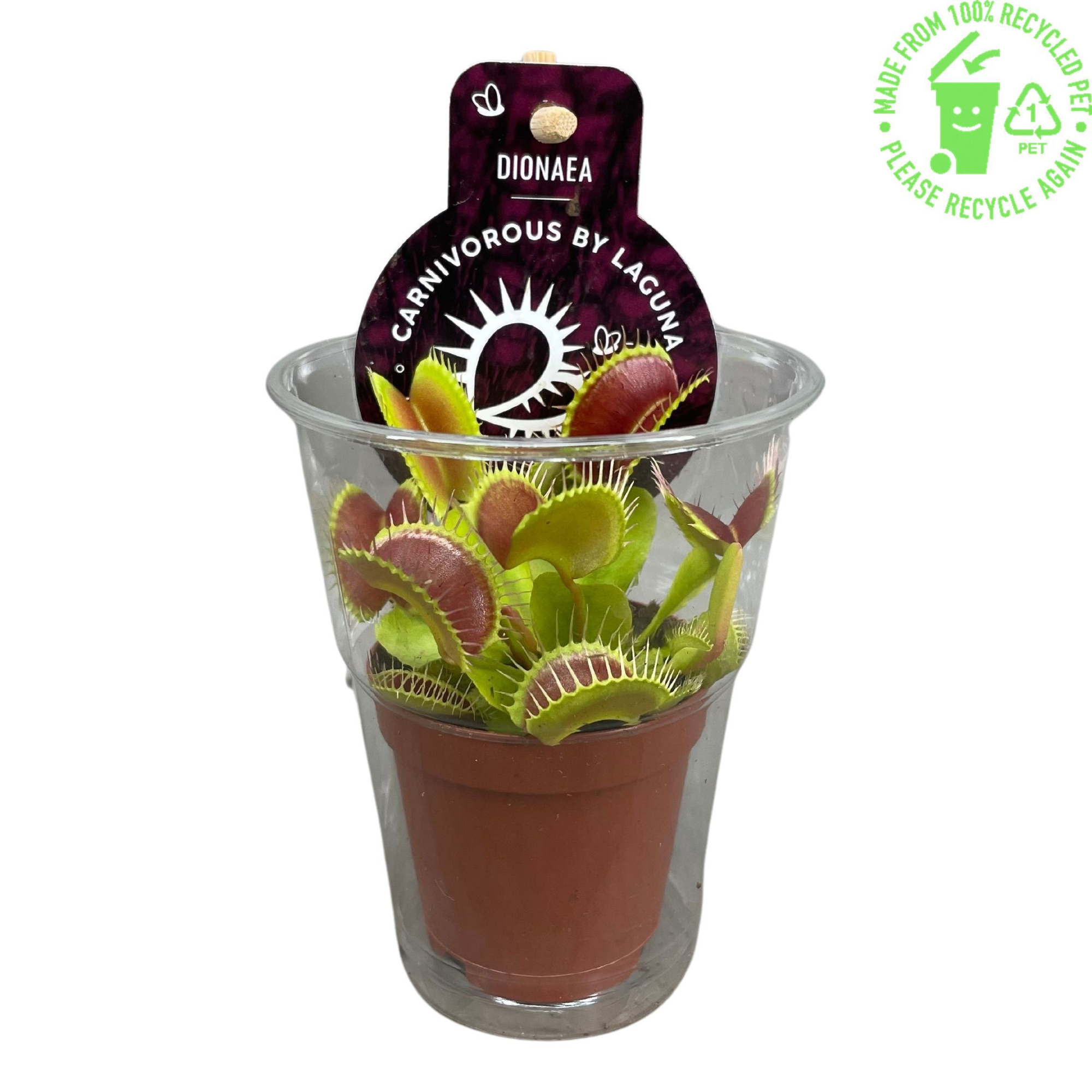 Dionaea Muscipula in beker met etiket, D 5,5