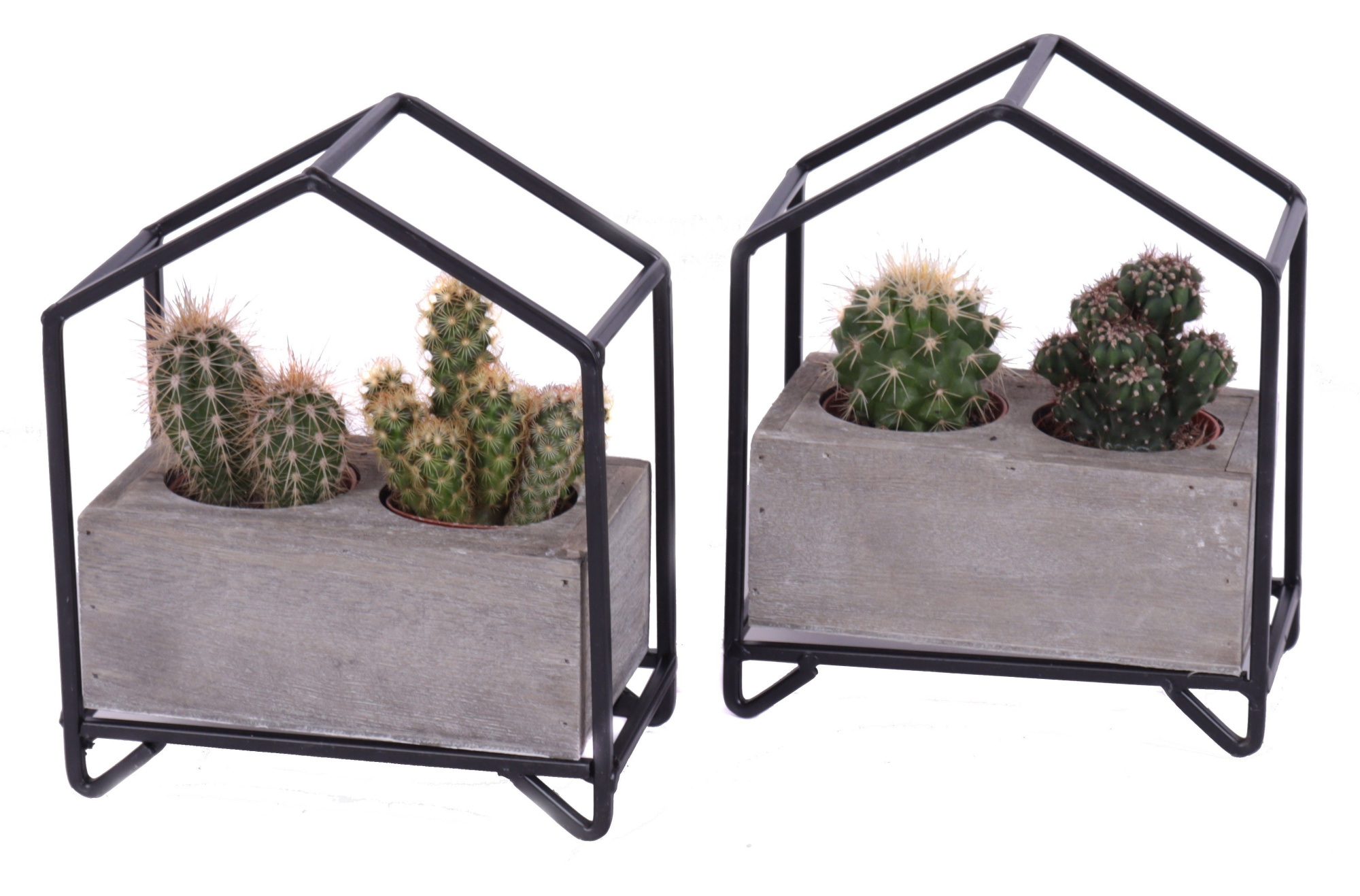 2x cactus mix in metalen huisplanter, D 16 cm