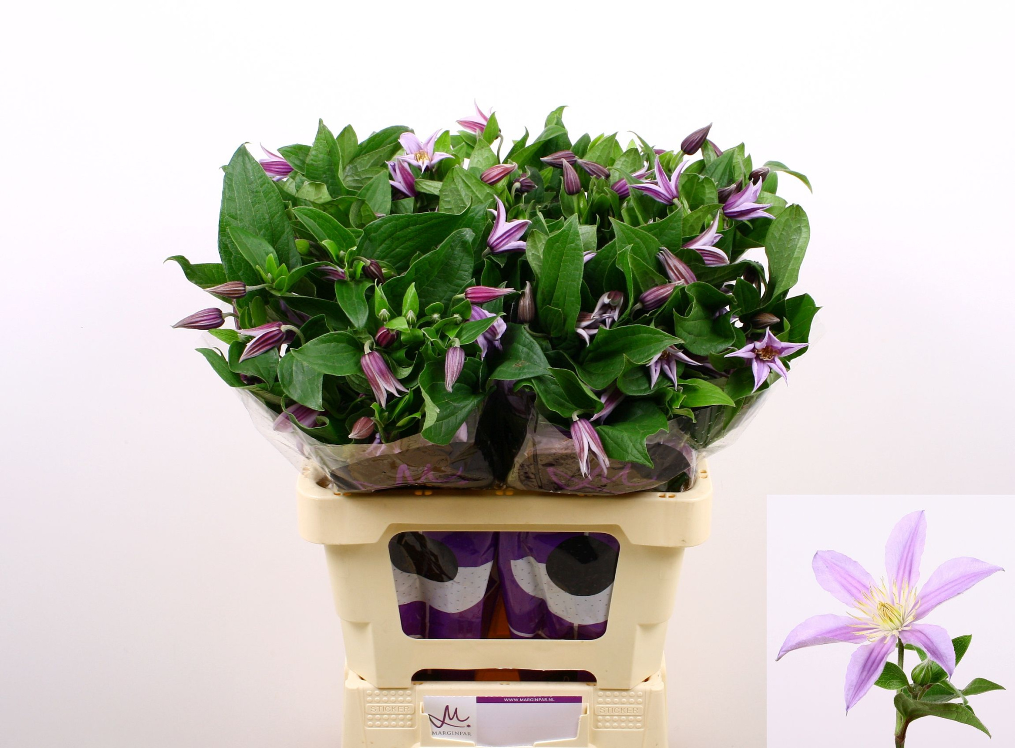 Клематис Стар Ривер 60, шт.