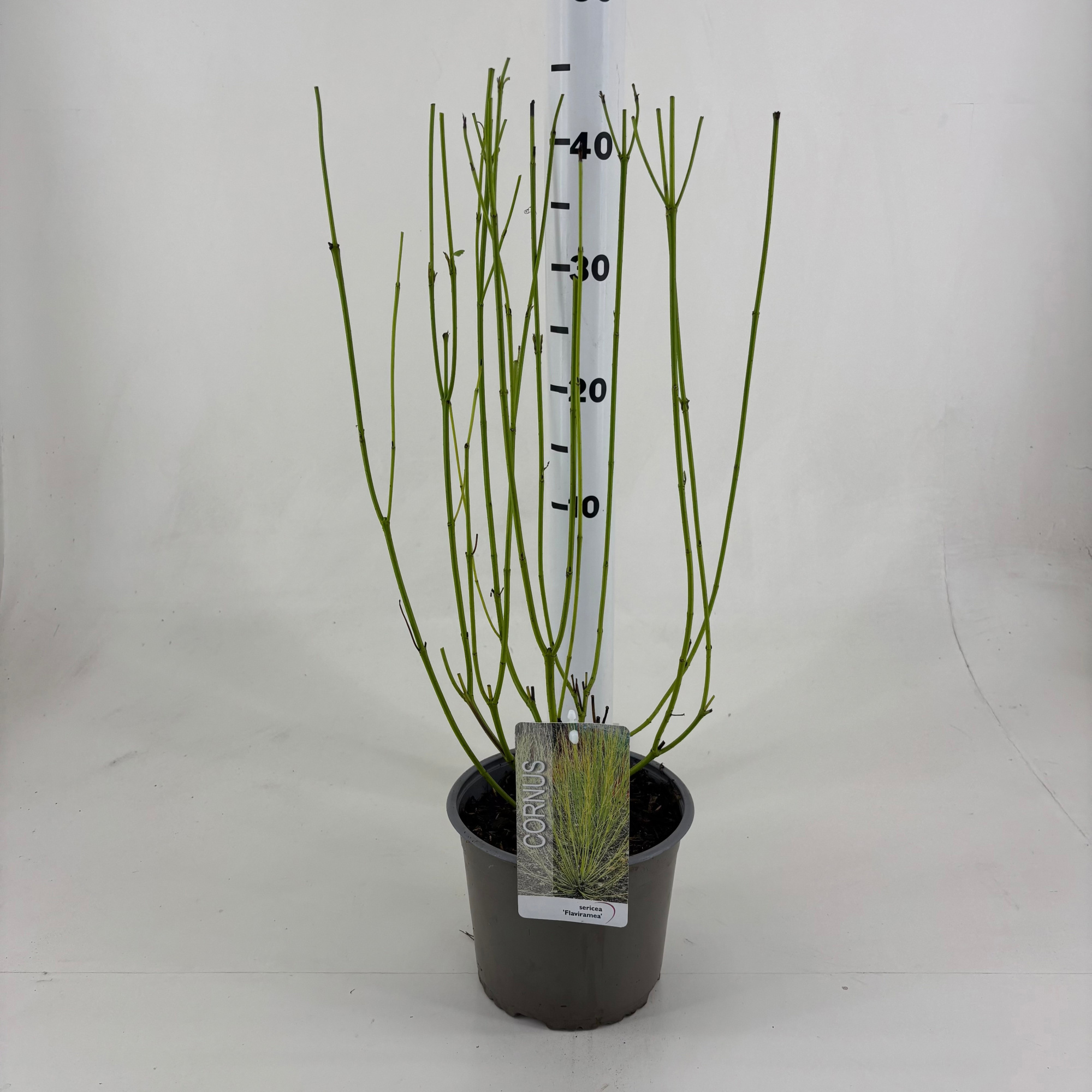 Cornus sericea 'Flaviramea', D 19 cm