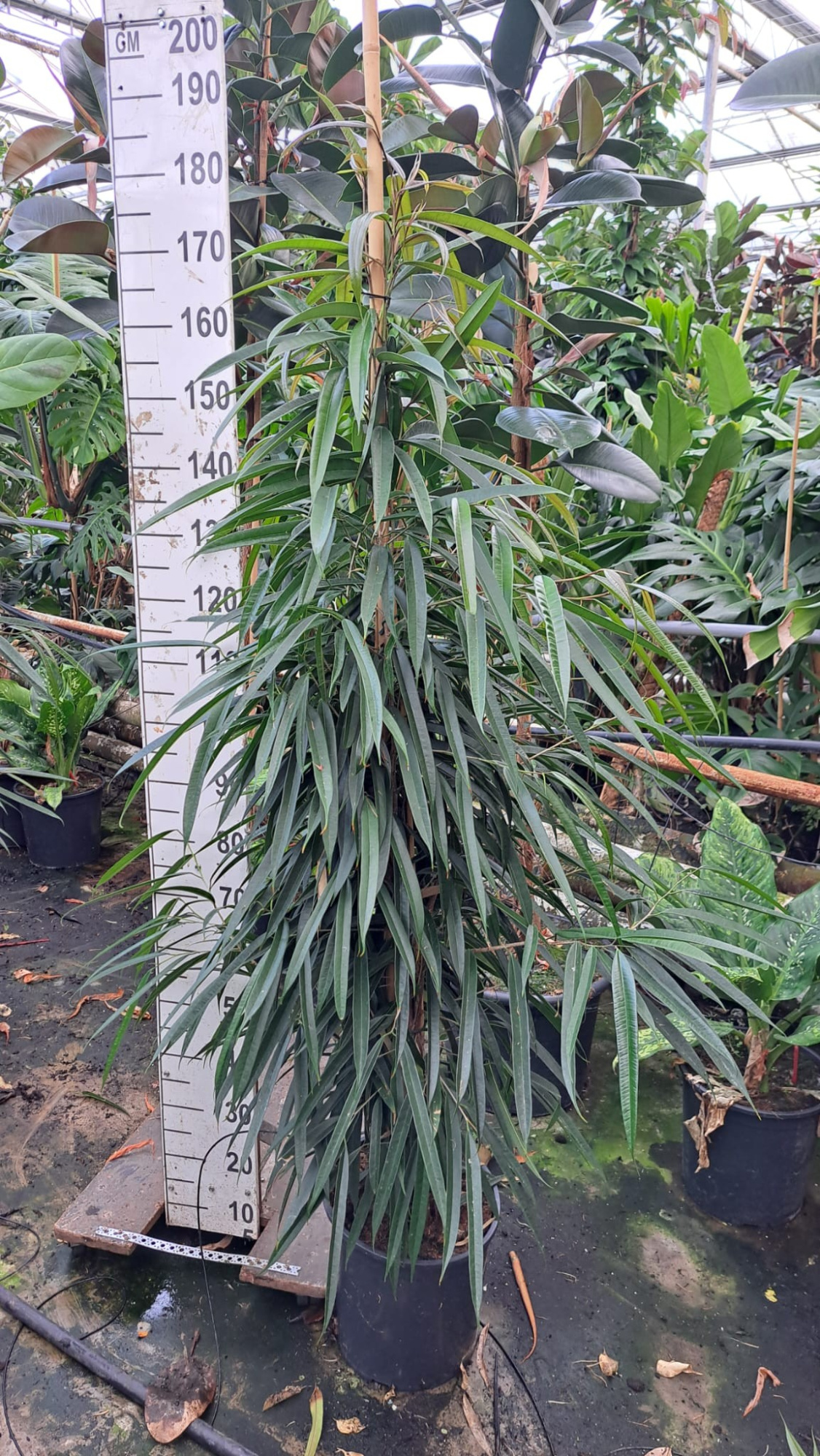 Ficus Alii piramide 200, D 30 cm