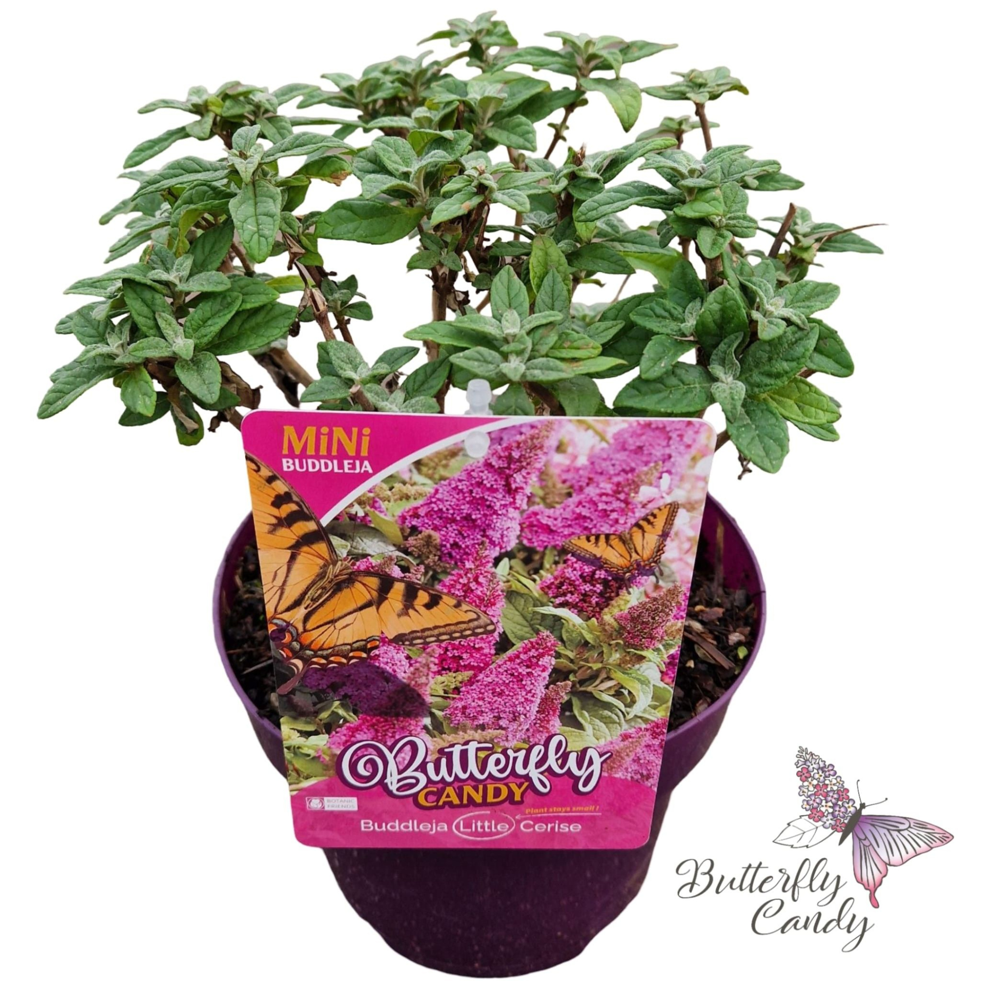 Buddleja d. 'Butterfly Candy Little Cerise' ®, D 19 cm