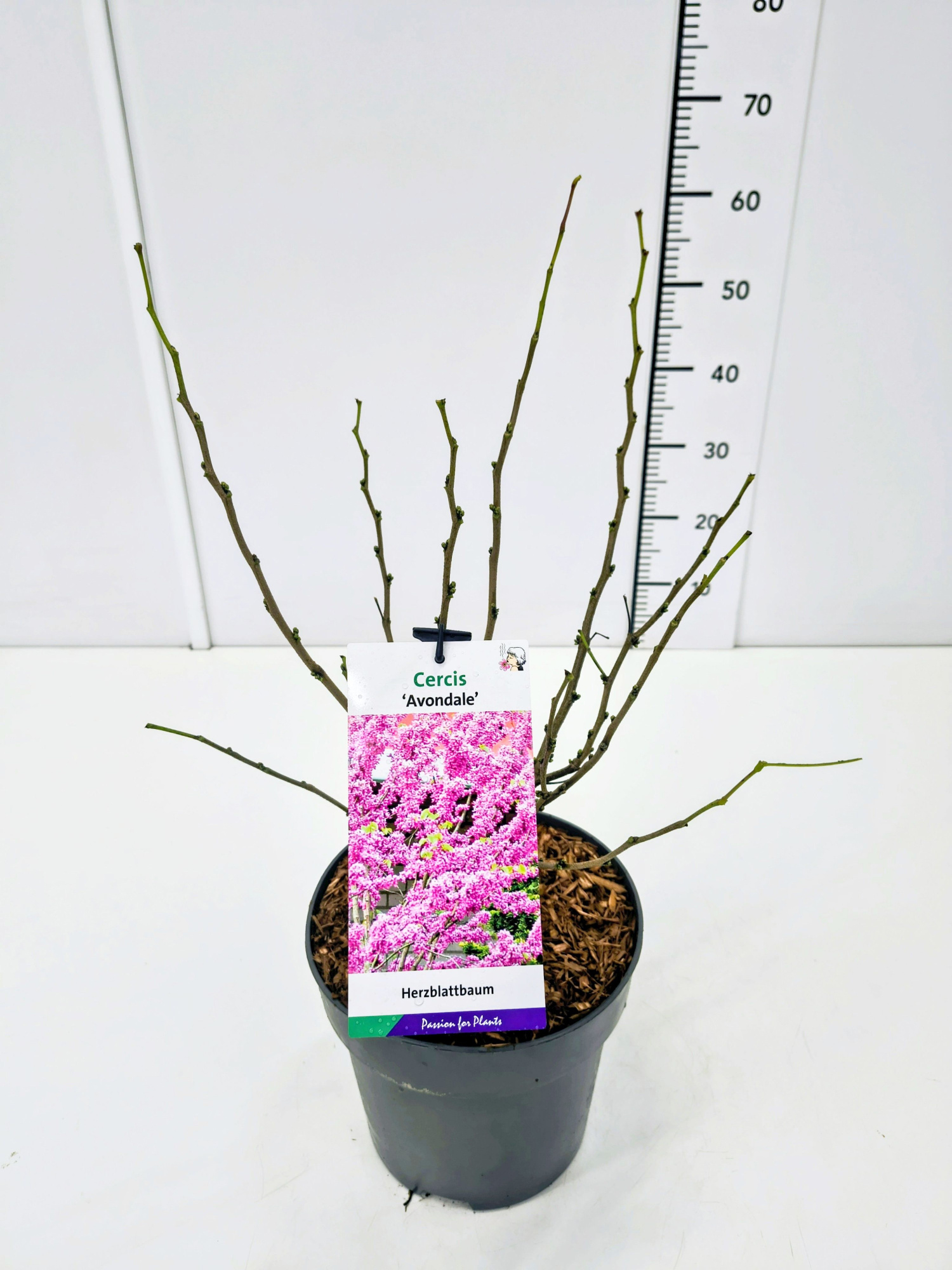 Cercis chinensis 'Avondale' 50-60C5, D 23 cm