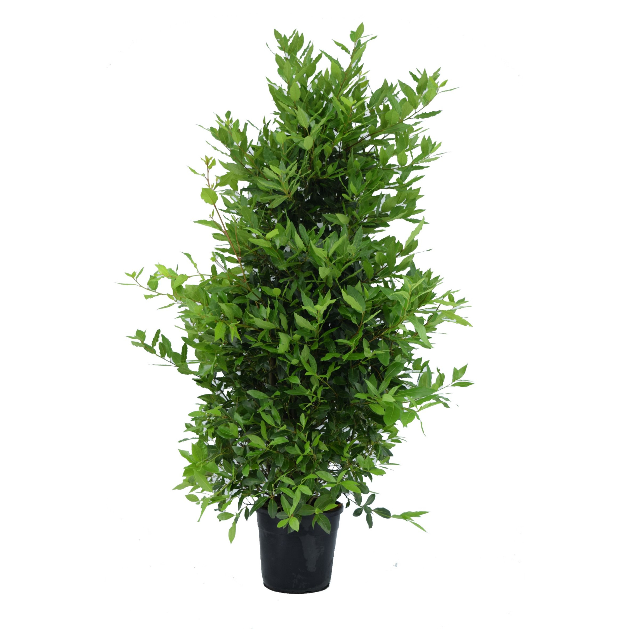 Laurus nobilis Struik, D 30 cm