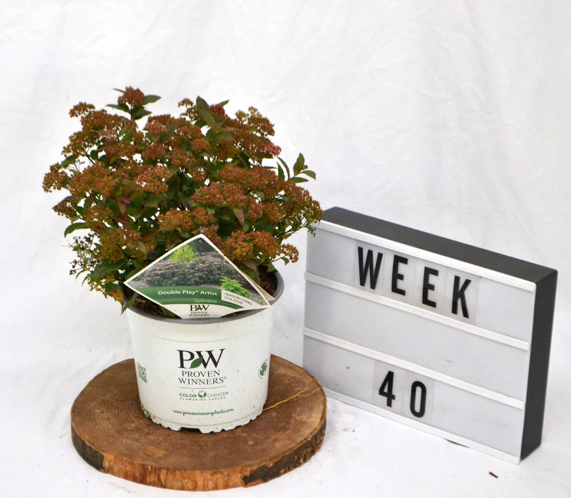 Spirea japonica Double Play Artist C3, D 19 cm