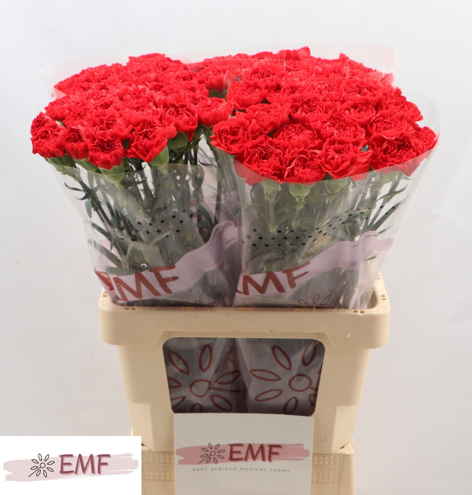 Диантус од. Бузерон, шт.