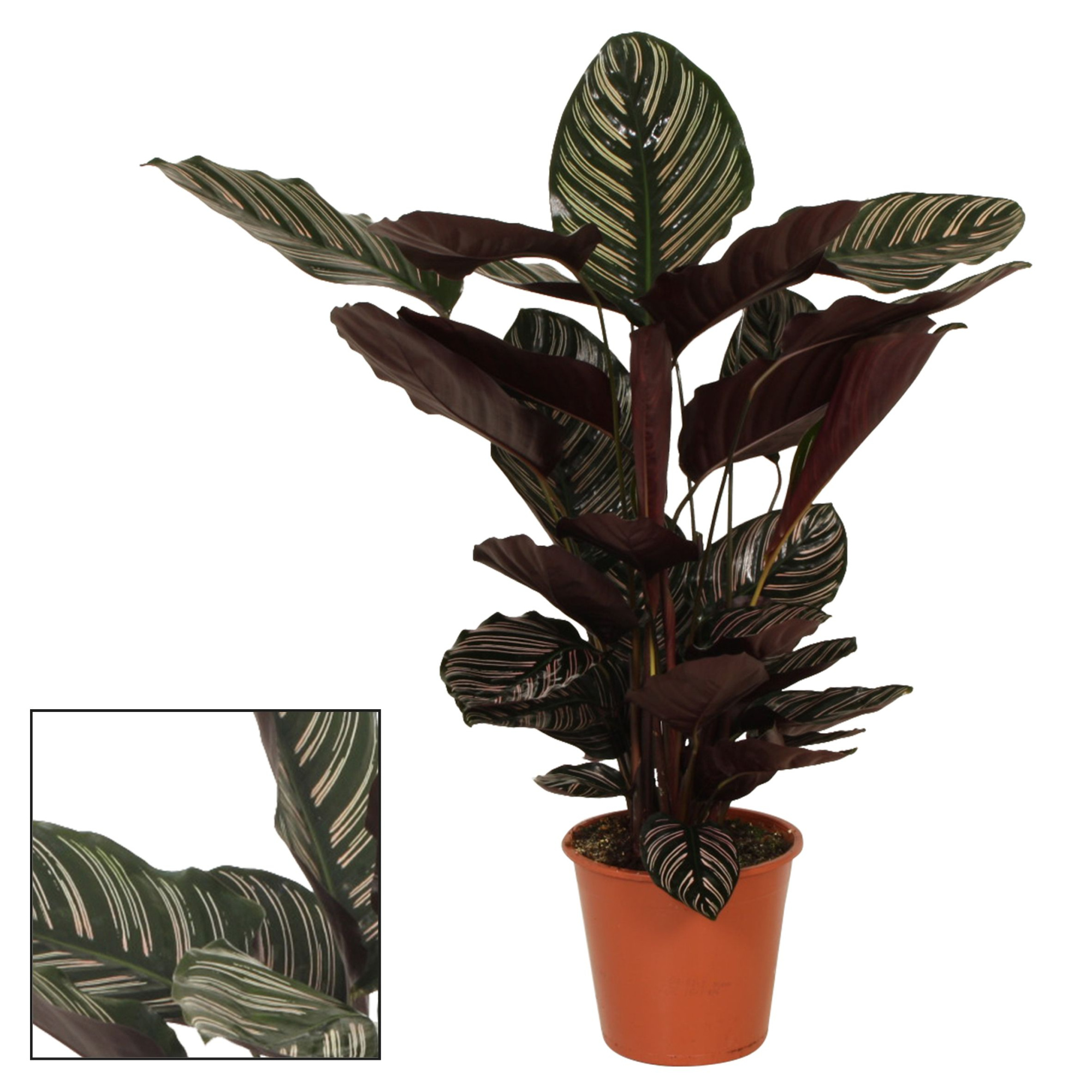 Calathea 19cm Ornata, D 19 cm
