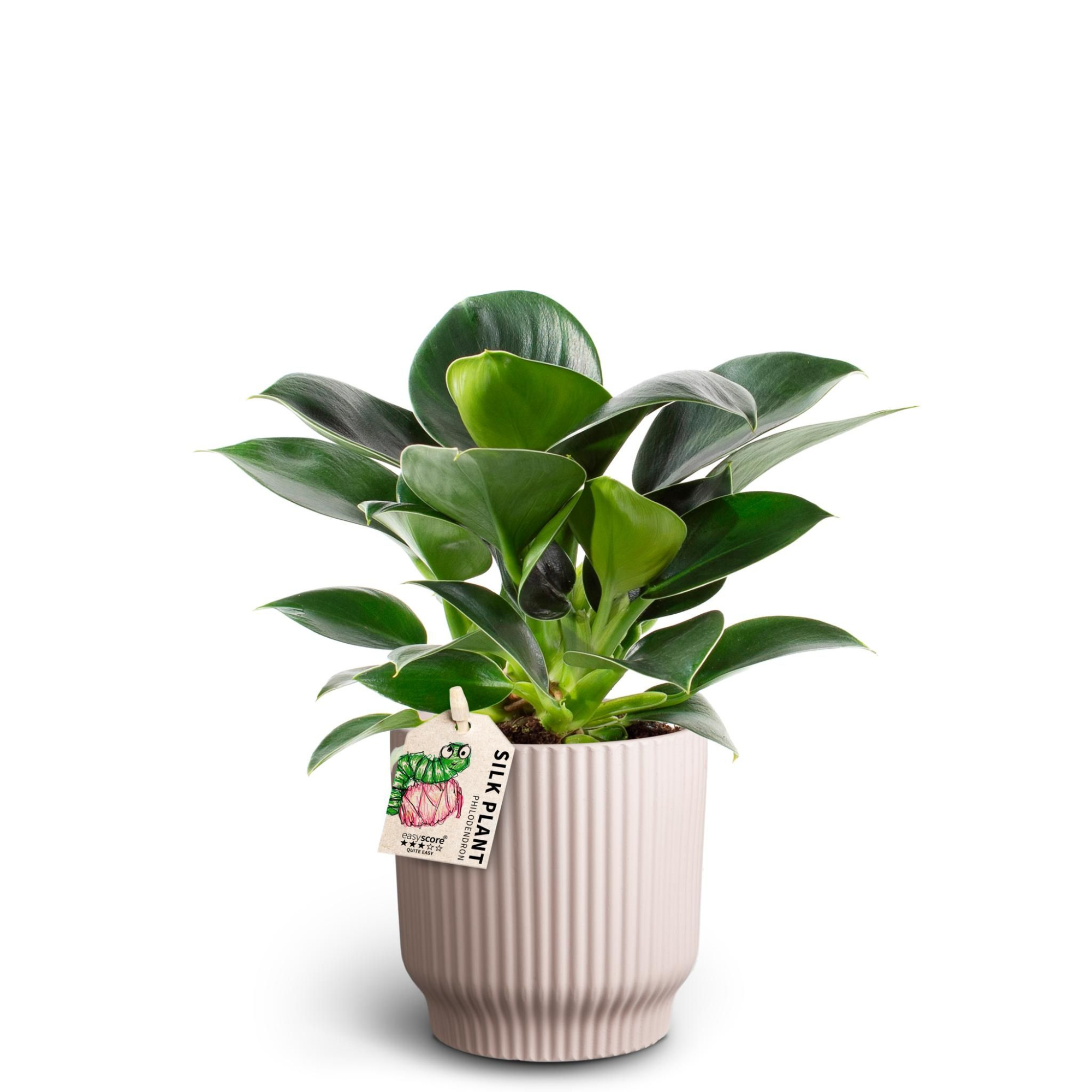 Nordic Lilac, Philodendron ´Green Princess´, D 10
