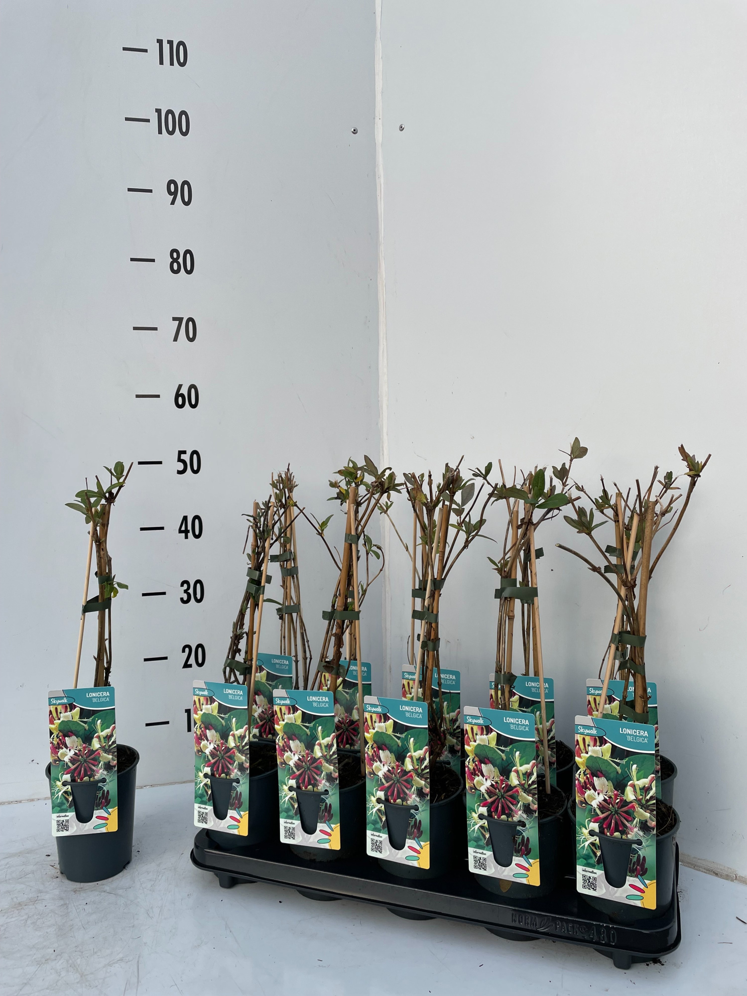 Lonicera belgica, D 12