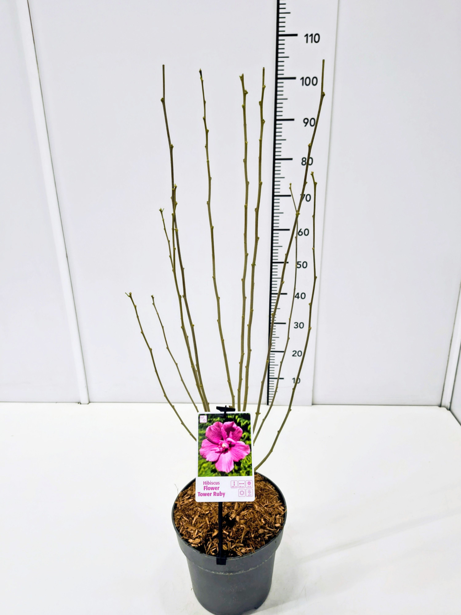 Hibiscus syr. 'Flower Tower Ruby' 60-80C5, D 23 cm