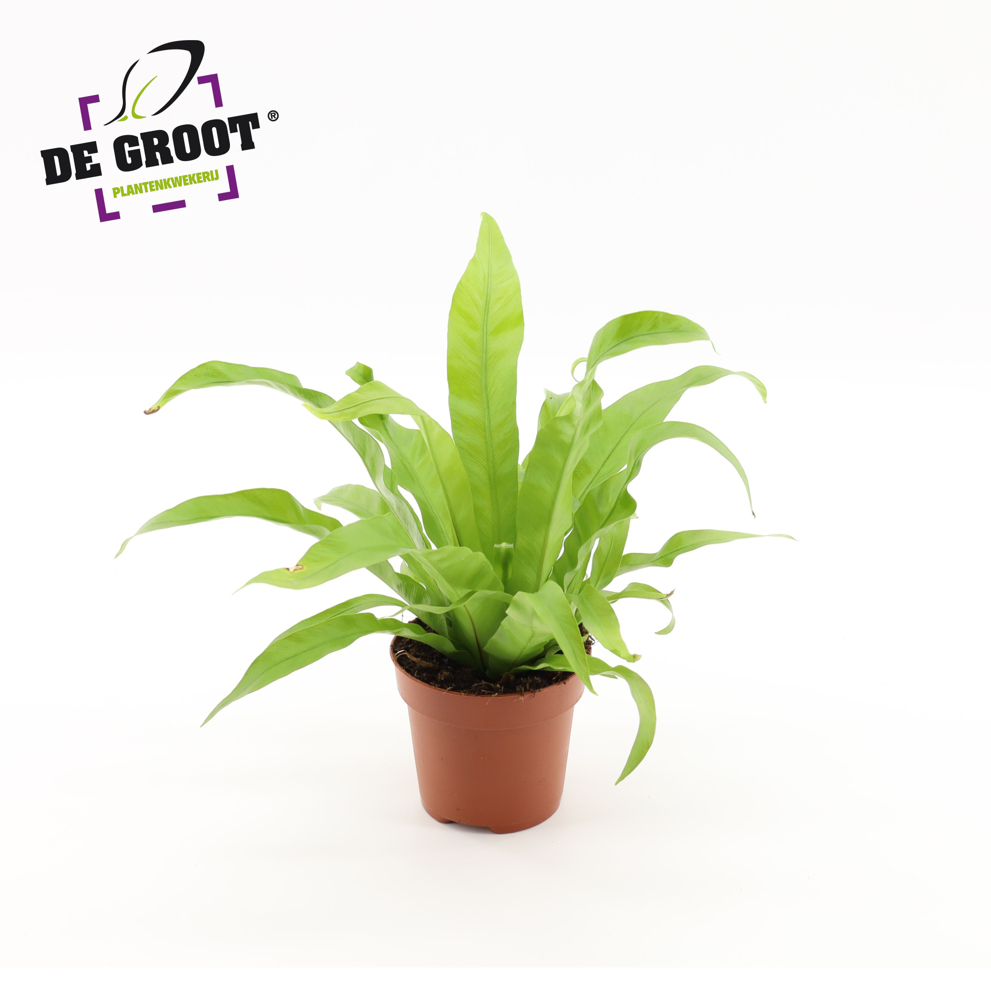 Asplenium Antiquum, D 12 cm