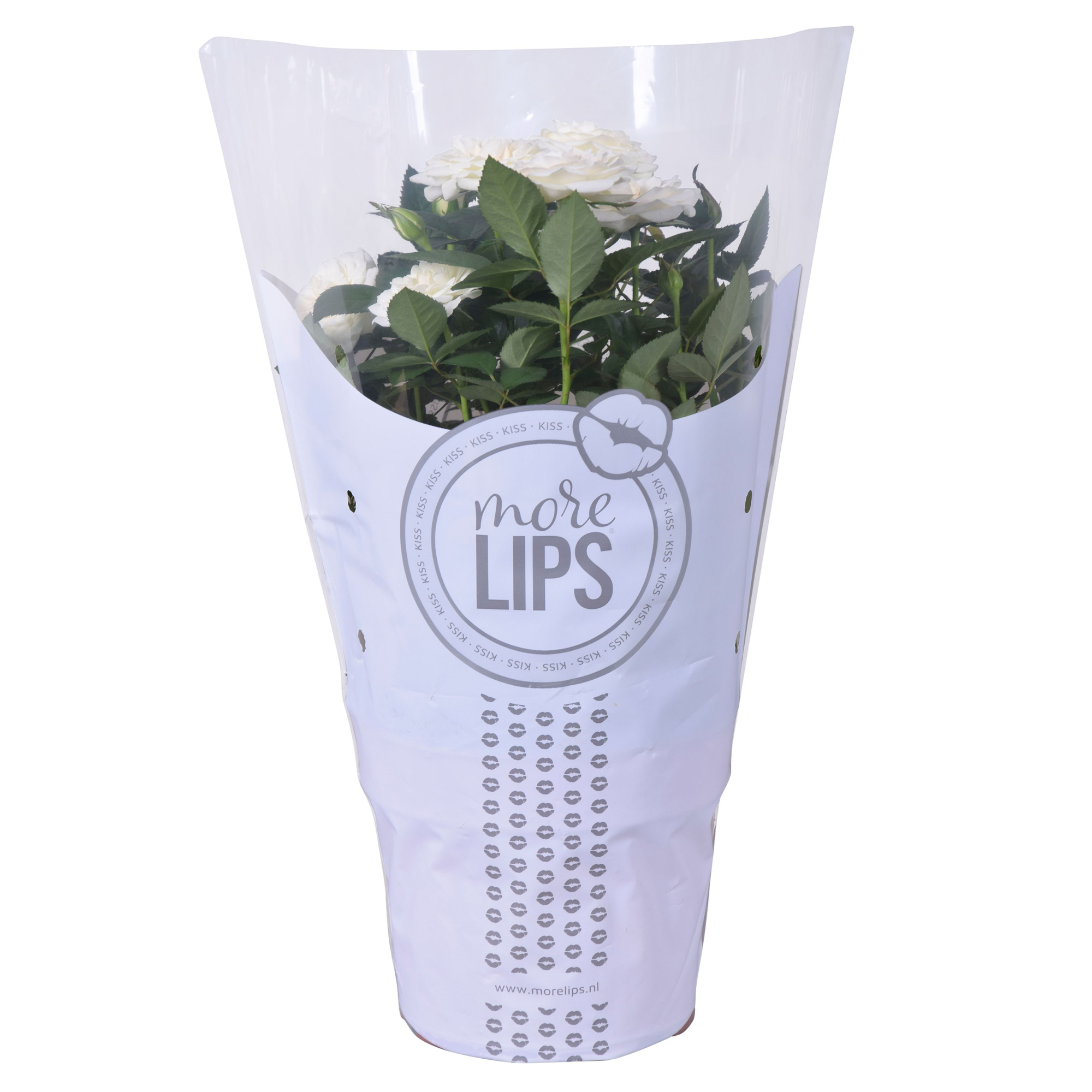 Rosa Favourite Roses white MoreLips, D 17 cm