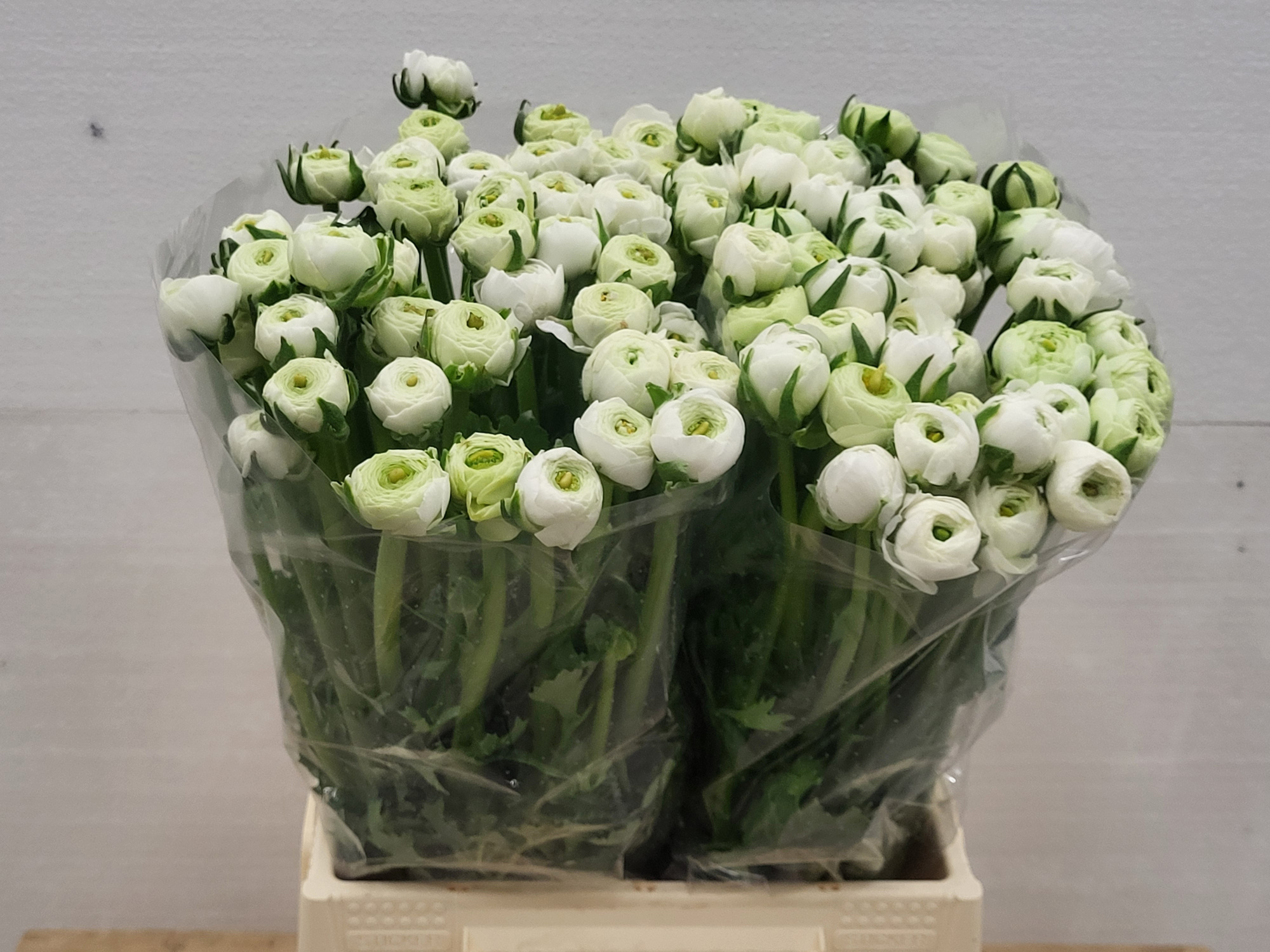 Ранункулус Элеганс Вайт 45, шт.