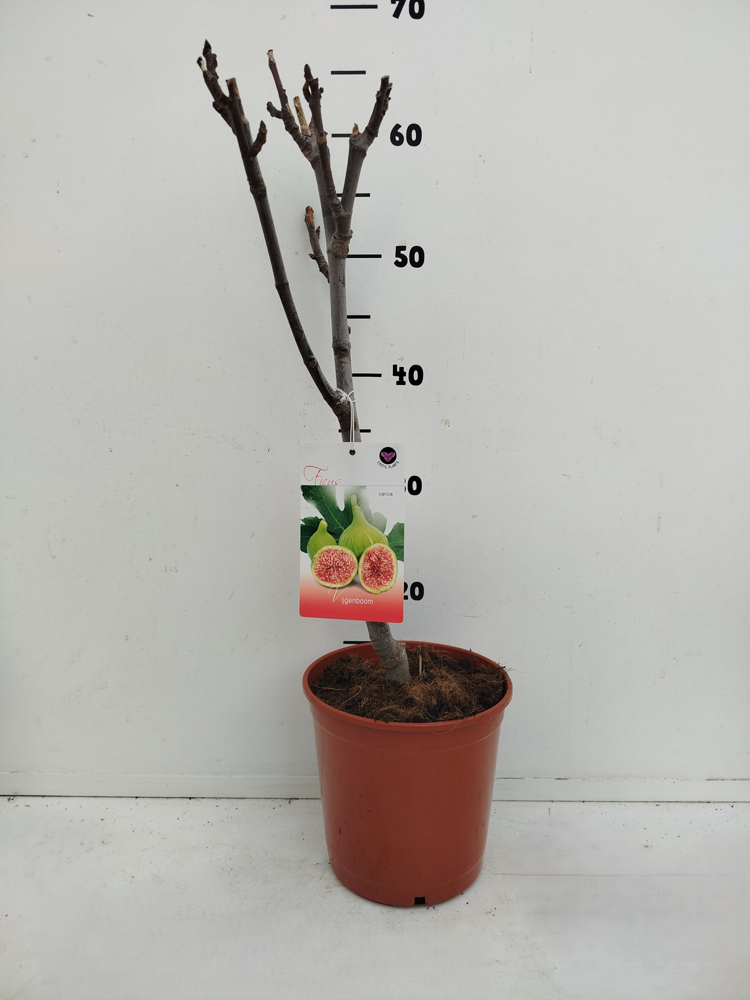 Ficus carica, D 17
