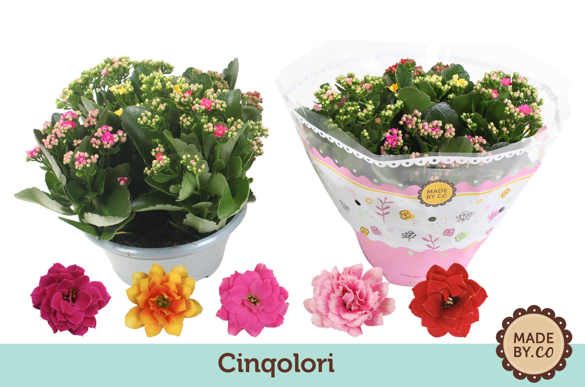 Kalanchoë Cinqolori - Carnaval, D 23 cm