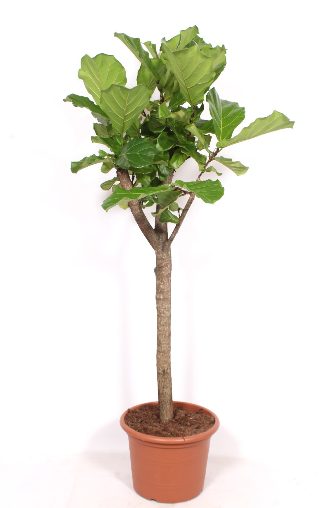 Ficus lyrata, D 45