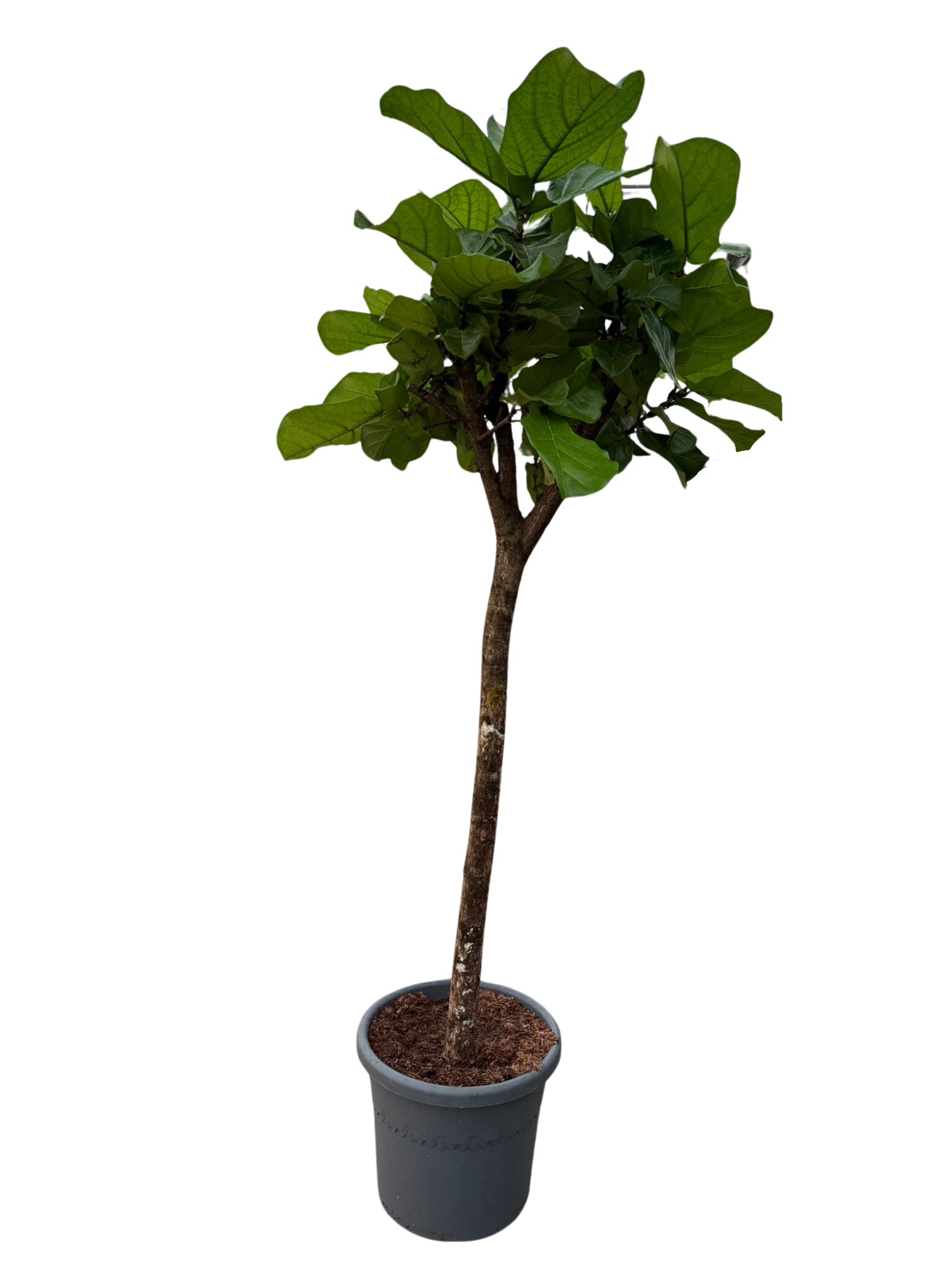 Ficus Lyrata rechte stam p48, D 48 cm