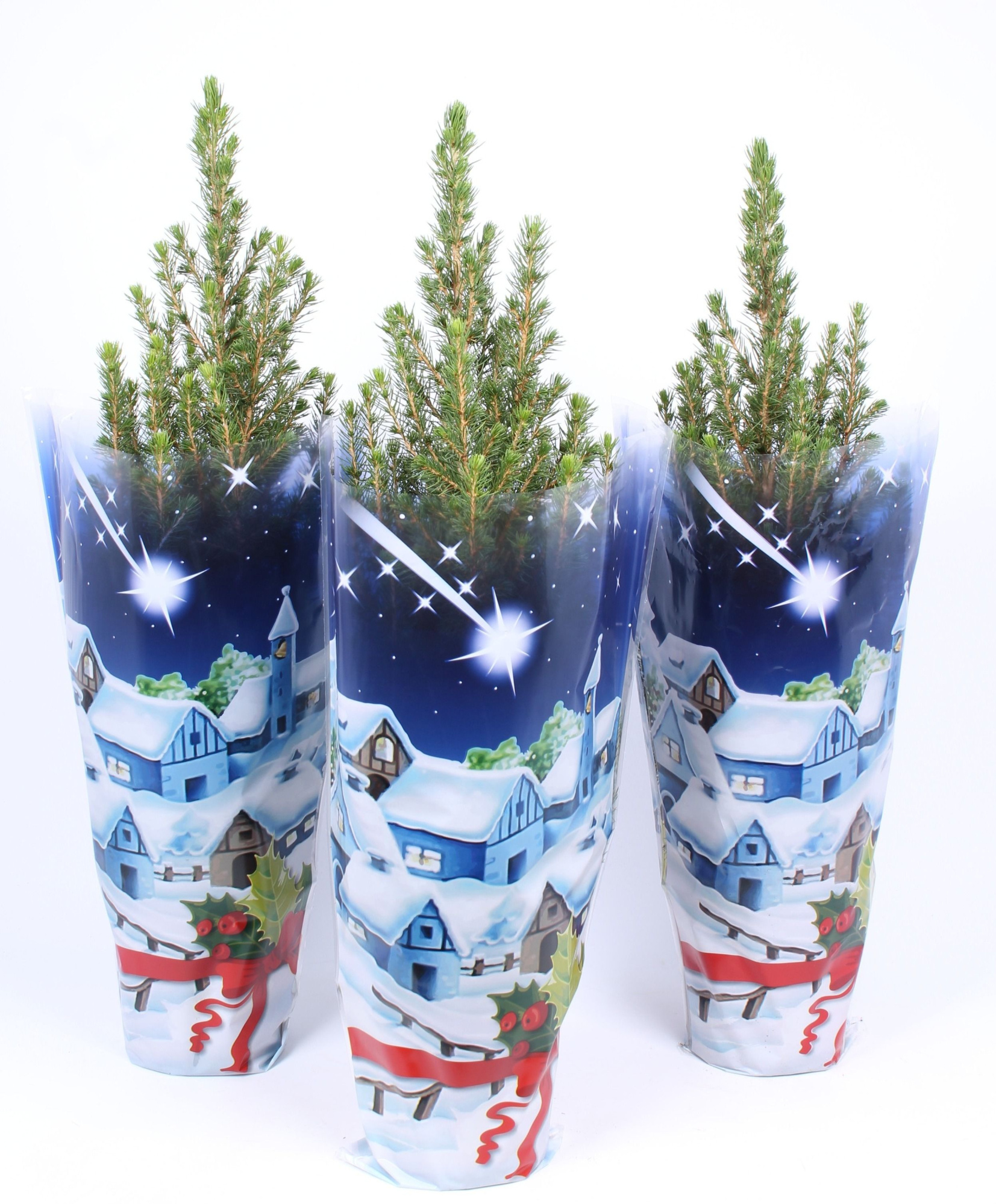 Picea glauca 'Conica' blauwe hoes met dichte bodem, D 15 cm