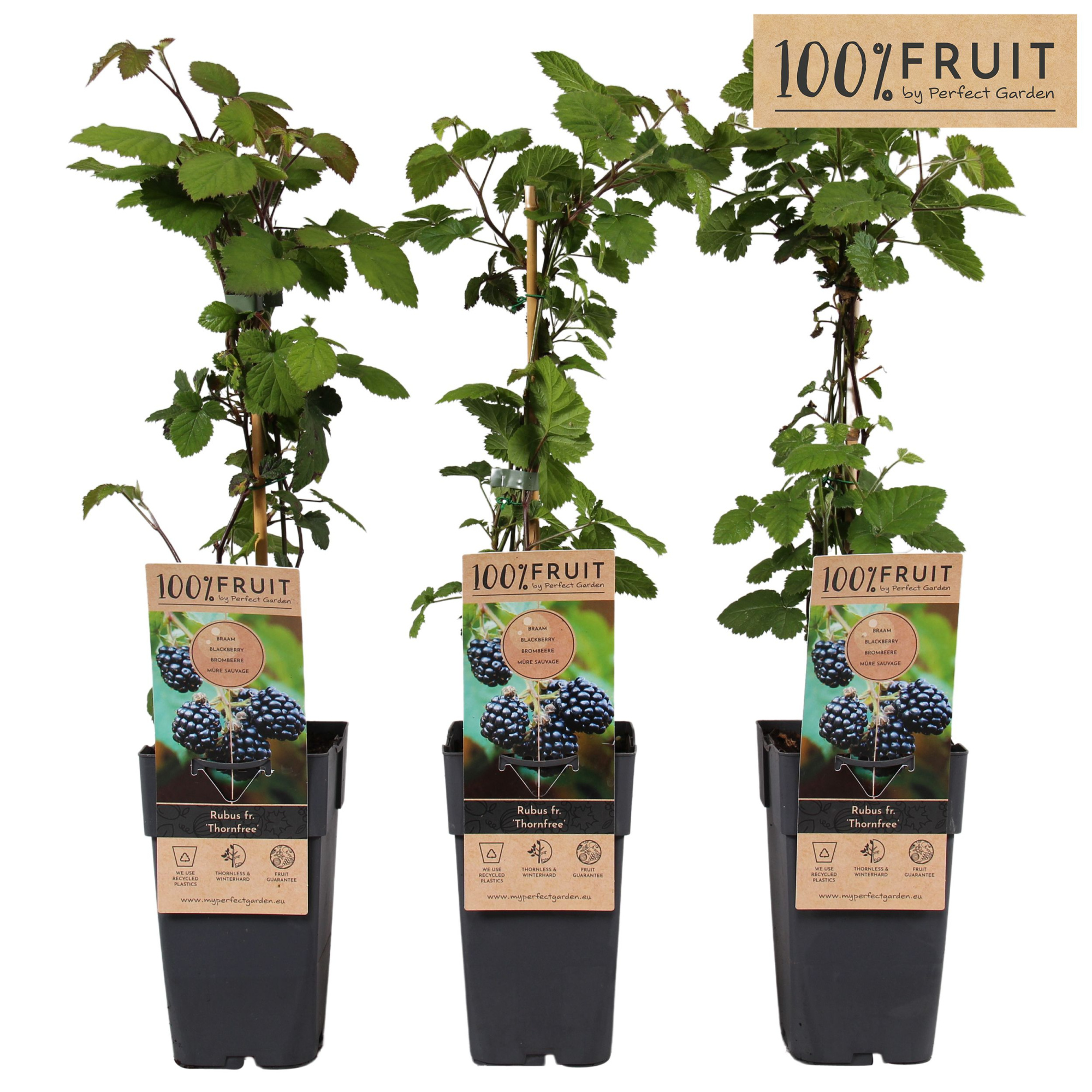 Rubus fruticosus Thornfree P15, D 15 cm