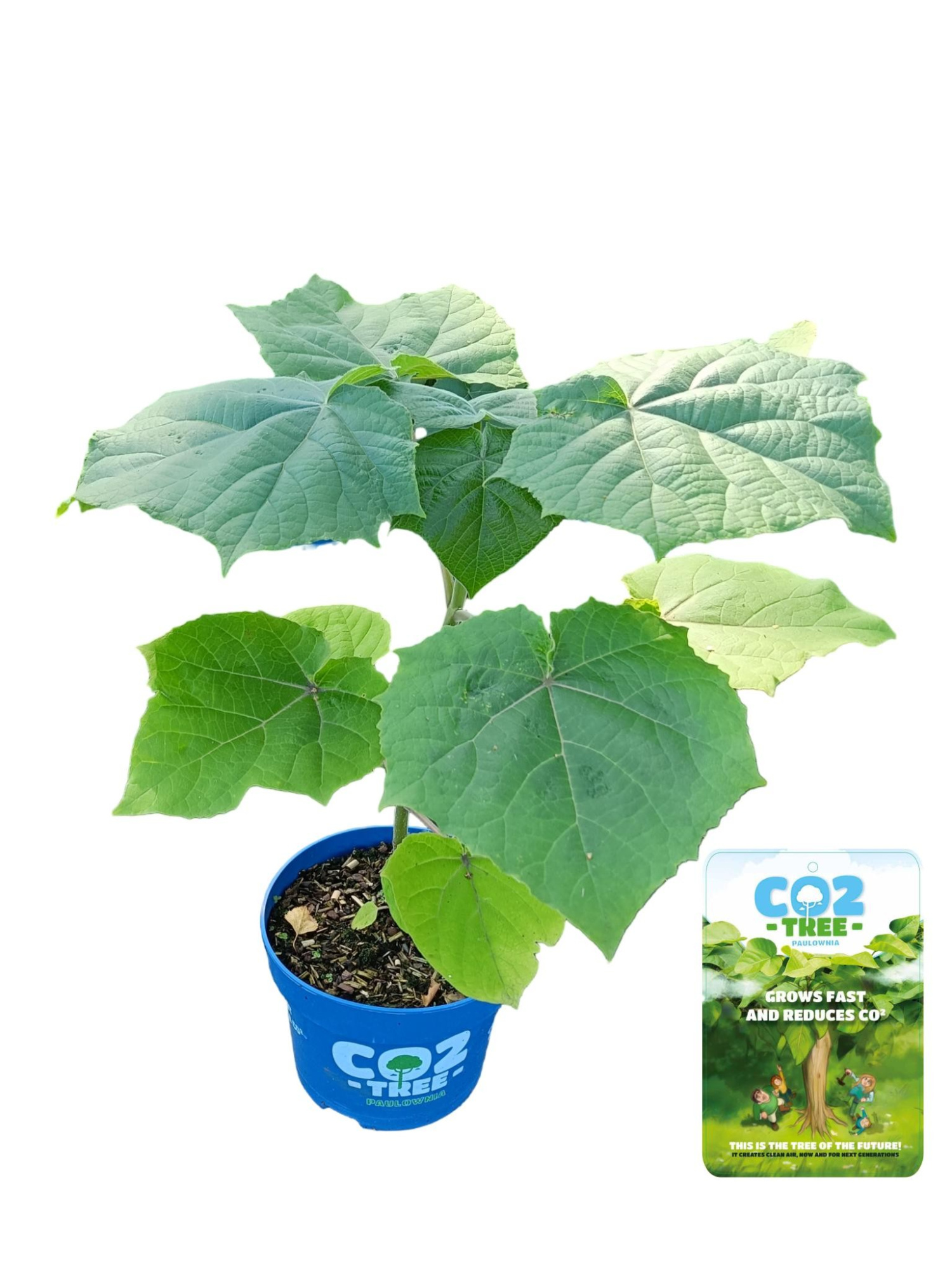 Paulownia elongata 'Futuro'® C5, D 23 cm