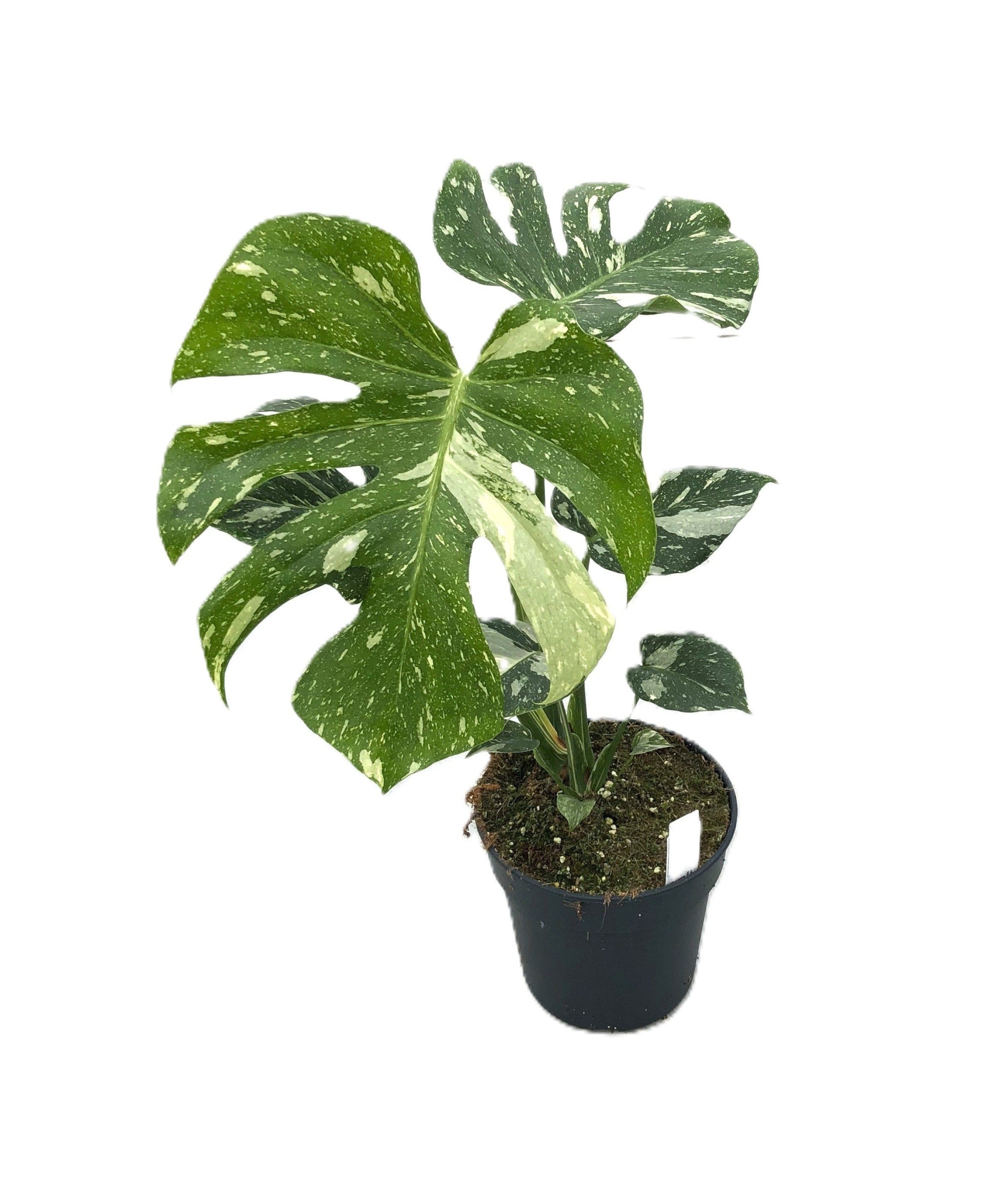 Monstera deliciosa "Thaï Constellation" p17 1pp medium/hoog bont, D 17 cm