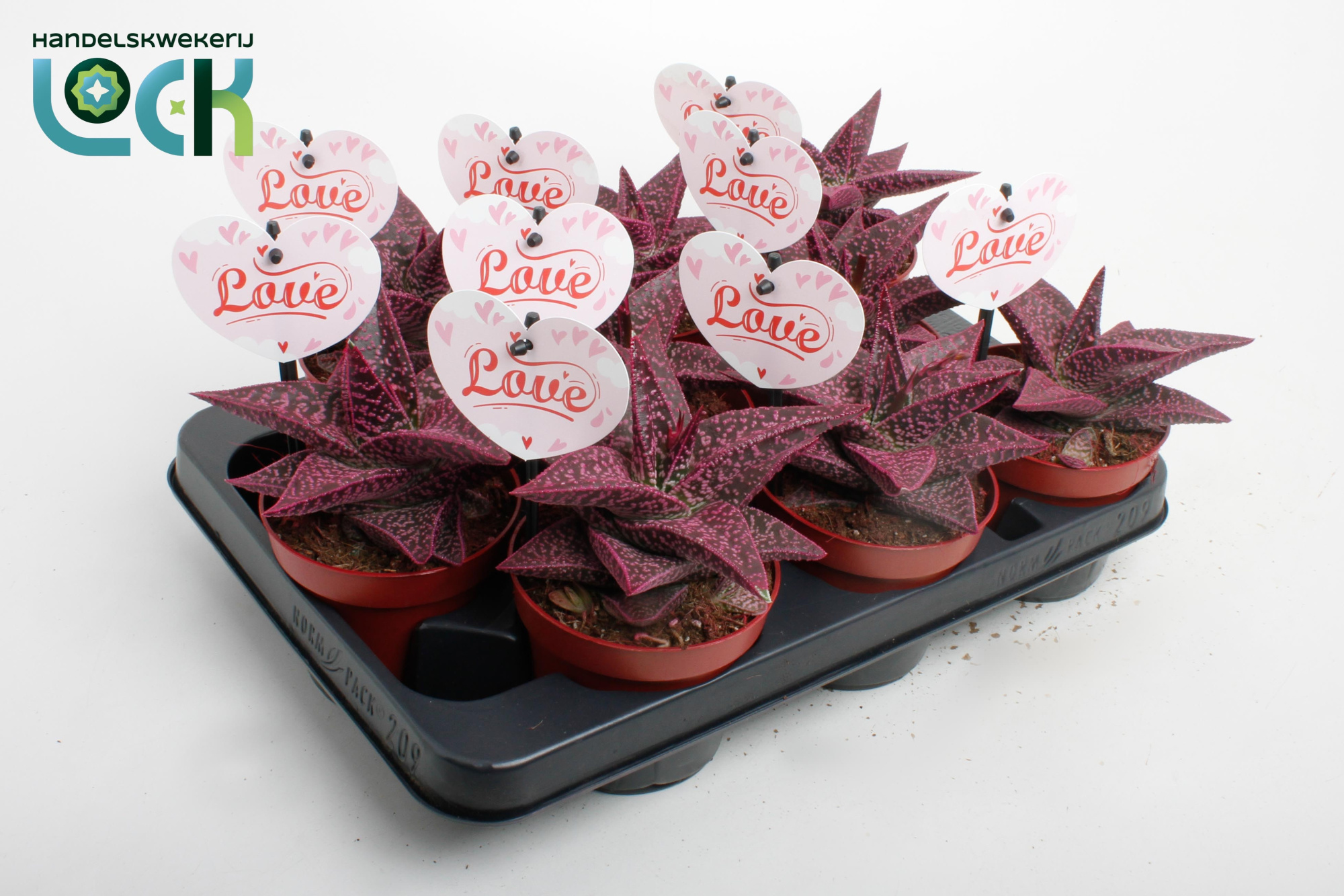 Gasteria Aveo Makeupz Roze, D 10,5