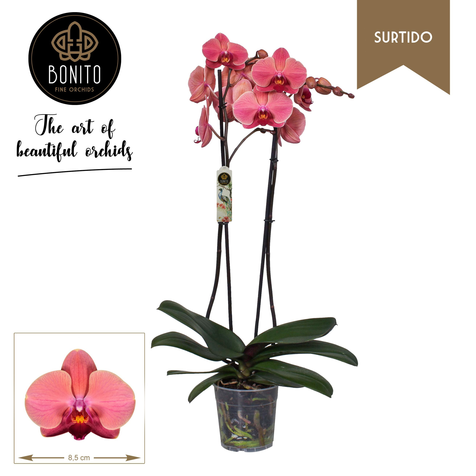 Phal. Surtido - Narbonne 2-Tak, D 12 cm