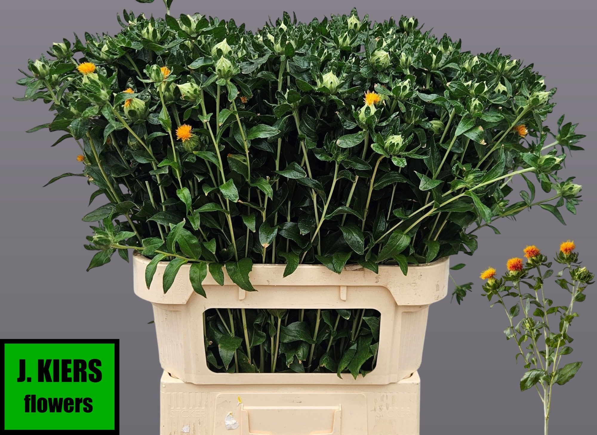 Картамус Занзибар 80 (оранж.), шт.