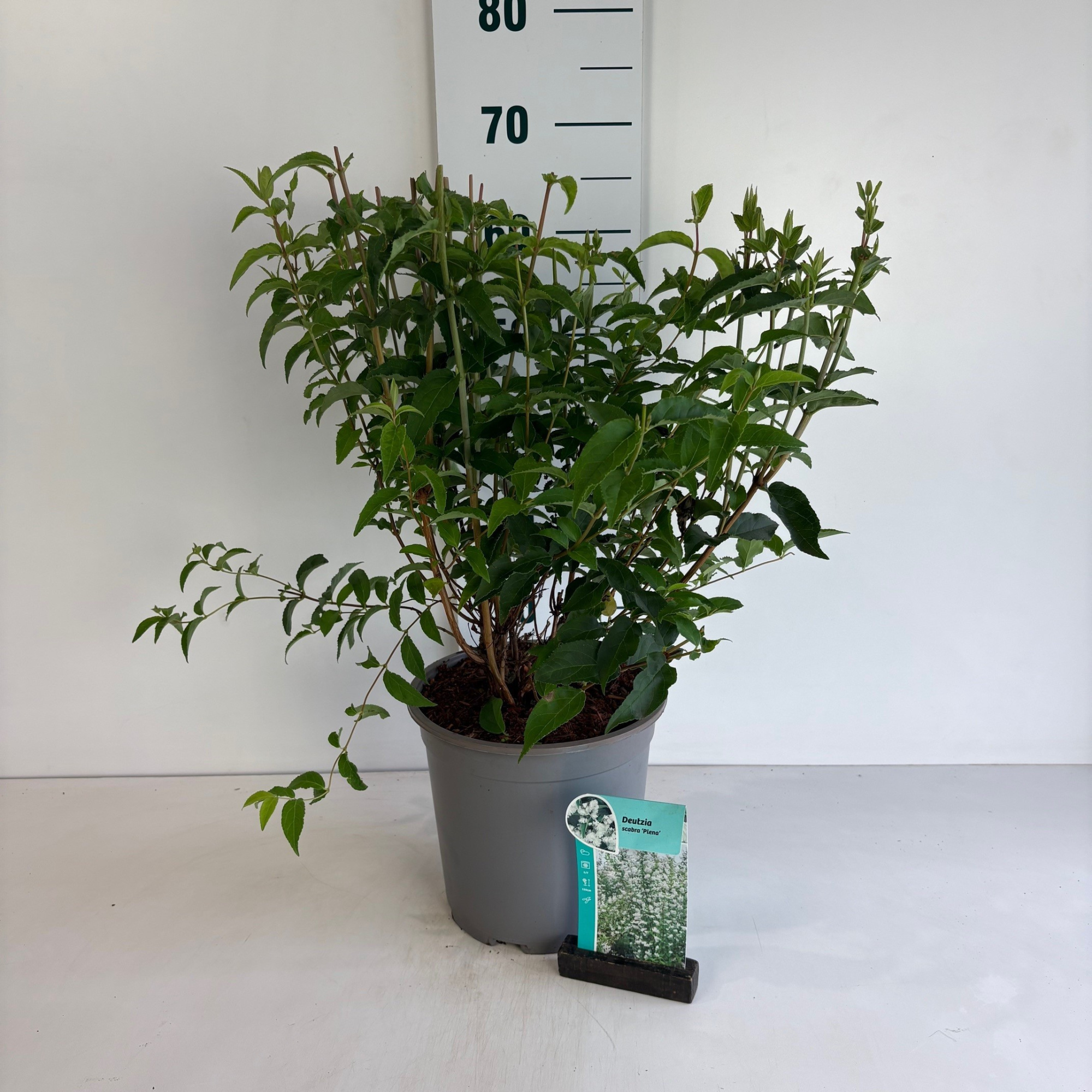 Deutzia scabra Plena, D 24 cm