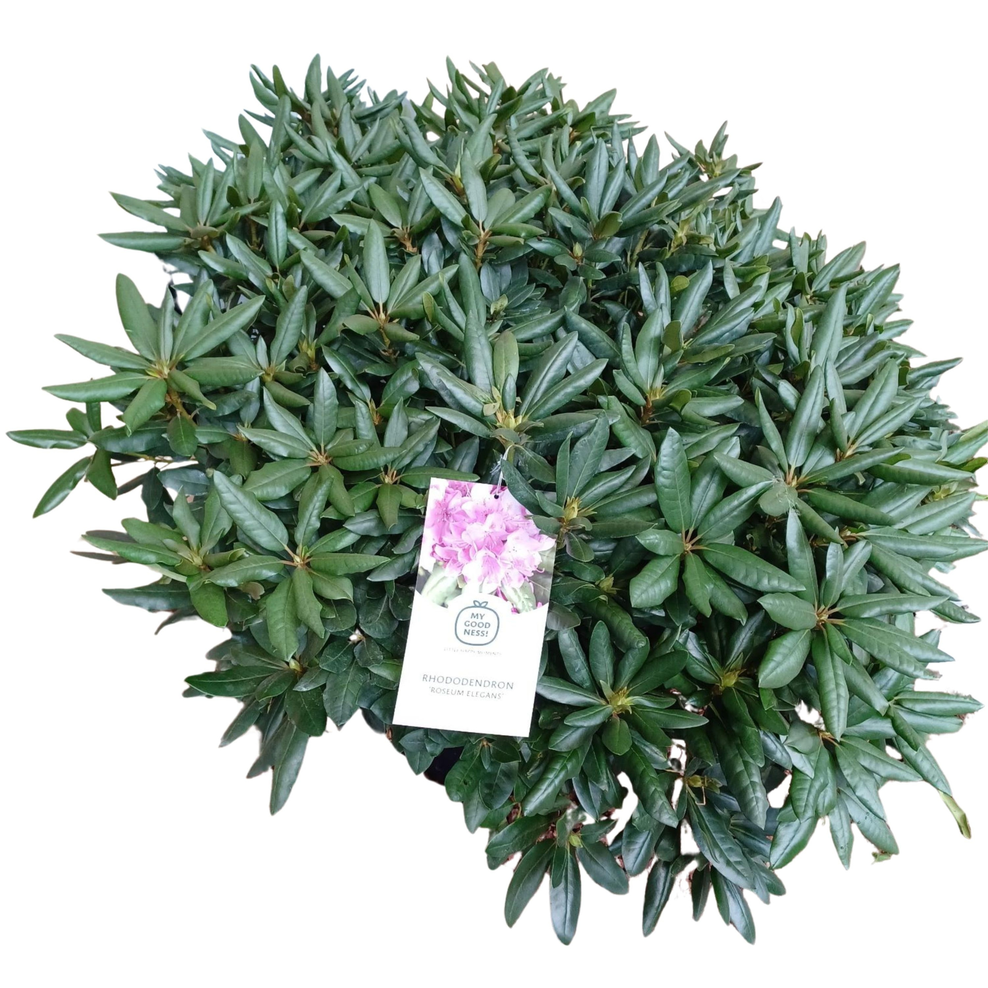 Rhododendron 120cm /45 liter 'R. Elegans', D 54 cm