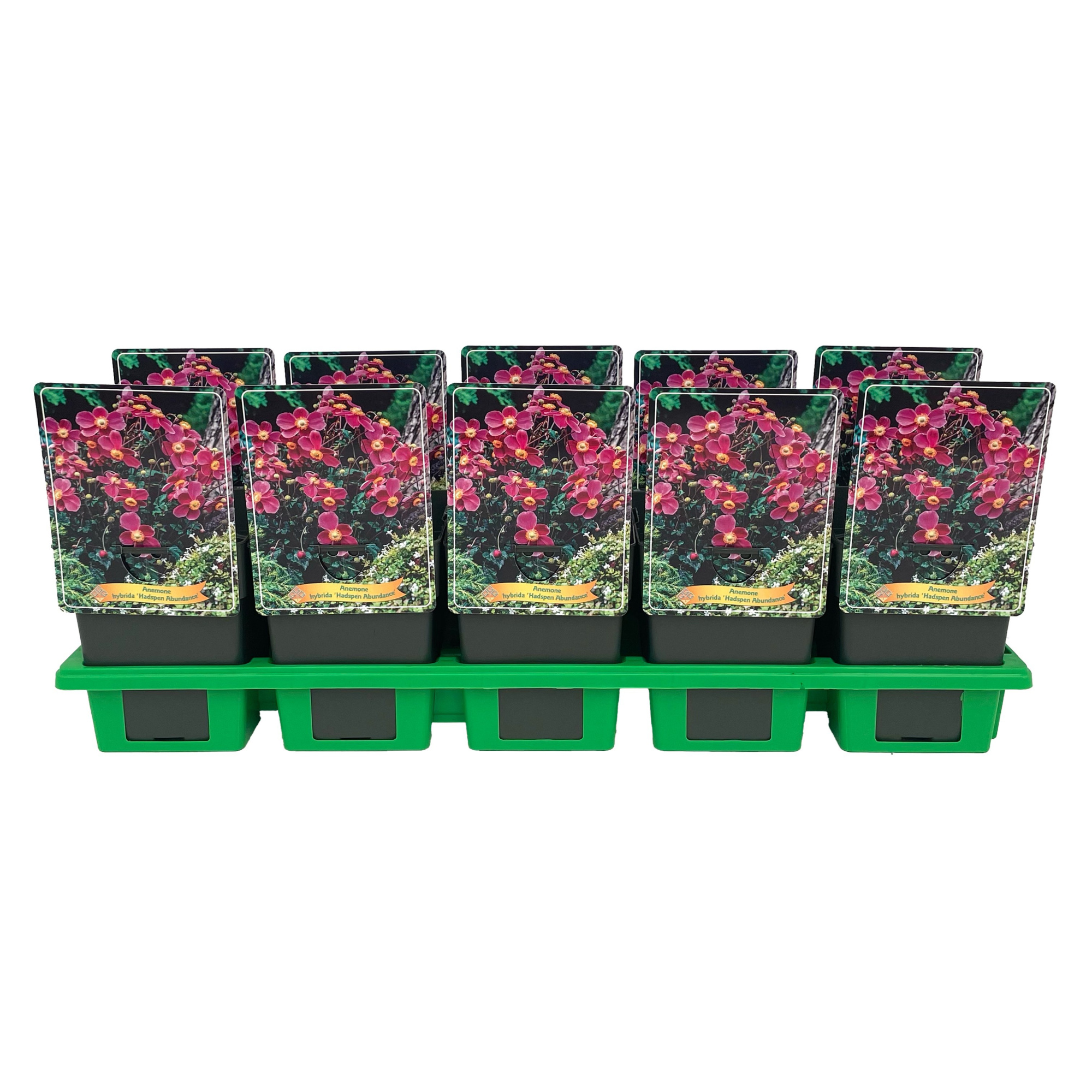 Anemone hybrida 'Hadspen Abundance' P11, D 11