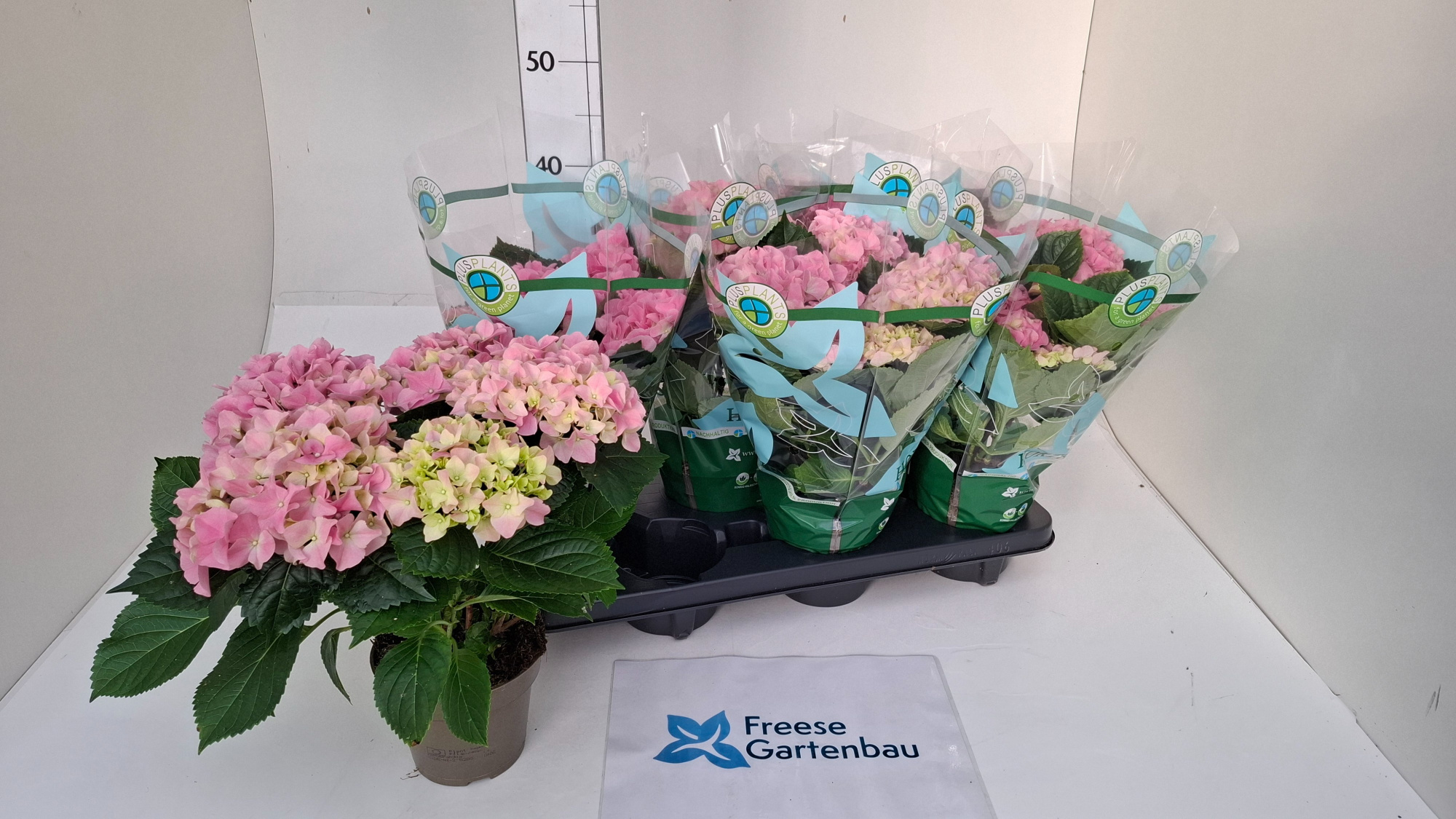 Hydrangea macrophylla, D 13