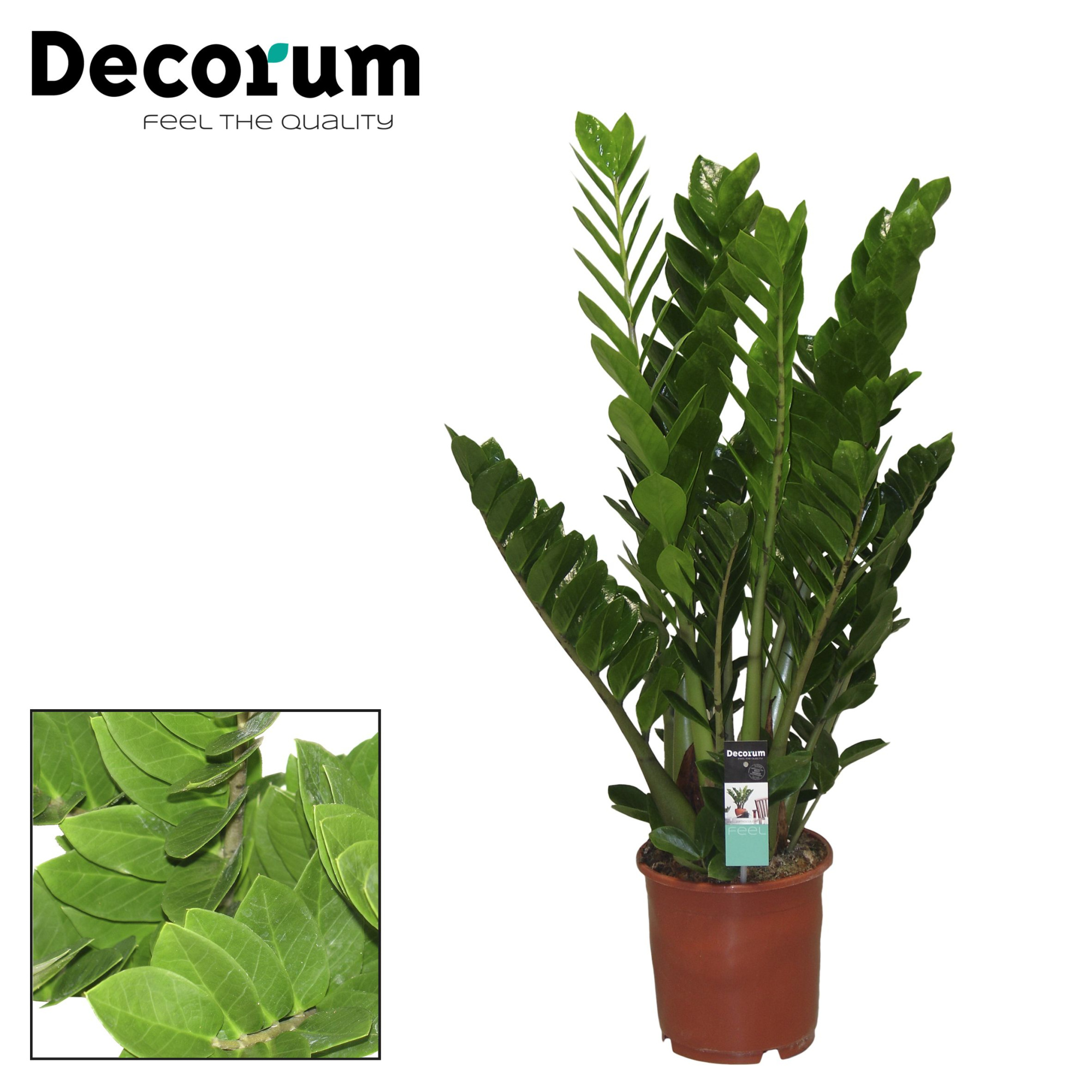 Zamioculcas 24 cm (Decorum), D 24