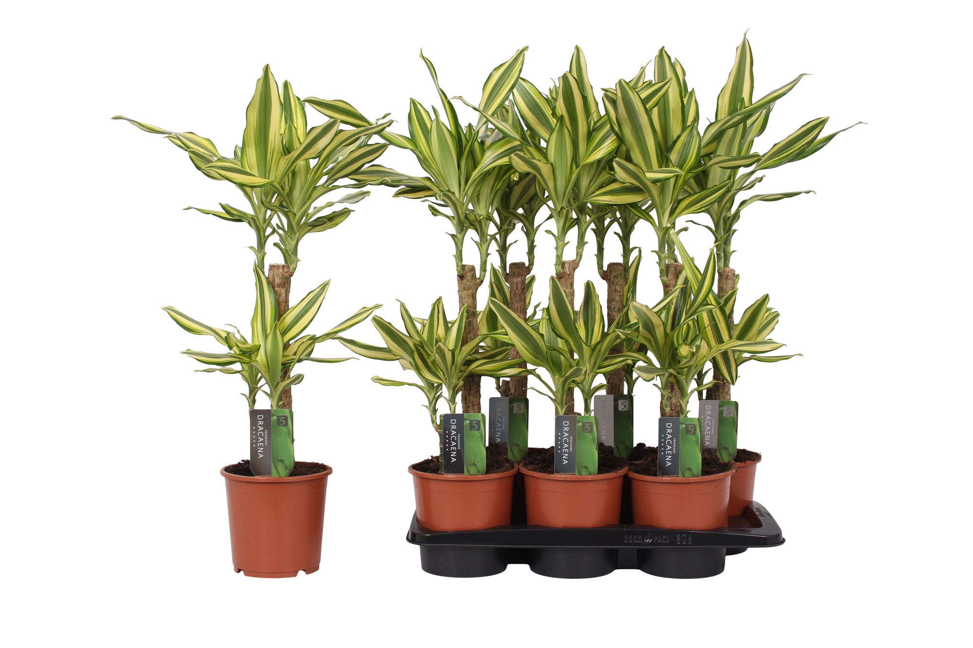Dracaena Yellow Coast, 17 cm pot, D 17 cm