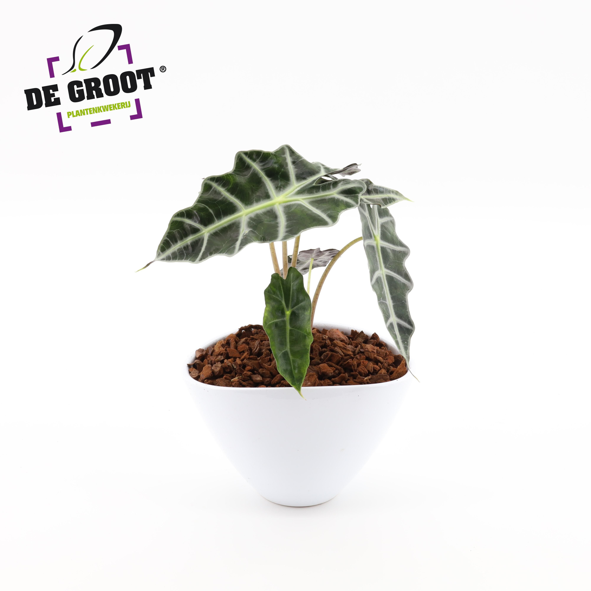 Arrangement Alocasia in enveloppot, D 18 cm