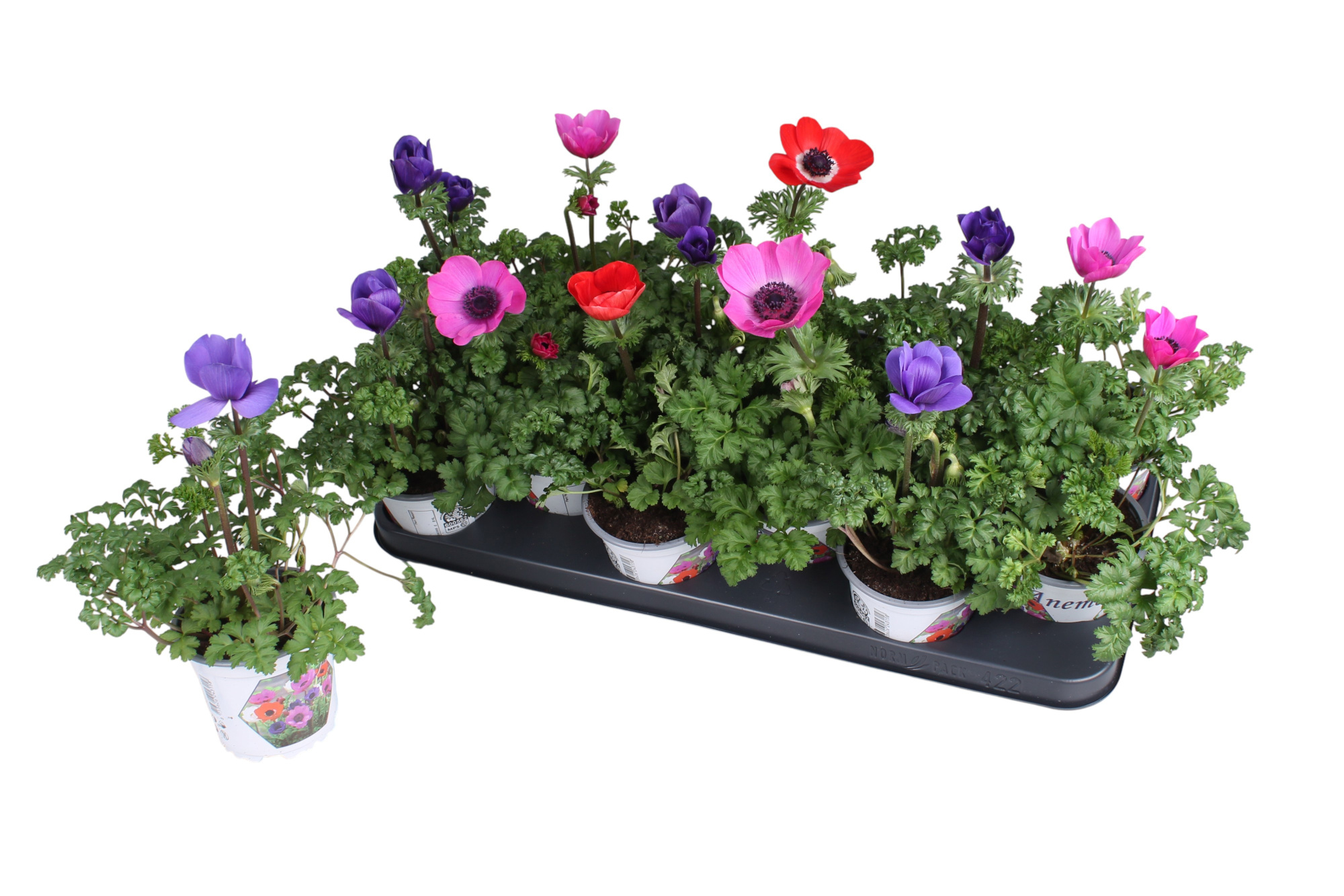 Anemone Coronaria Harmony Mix in Tray, D 10,5