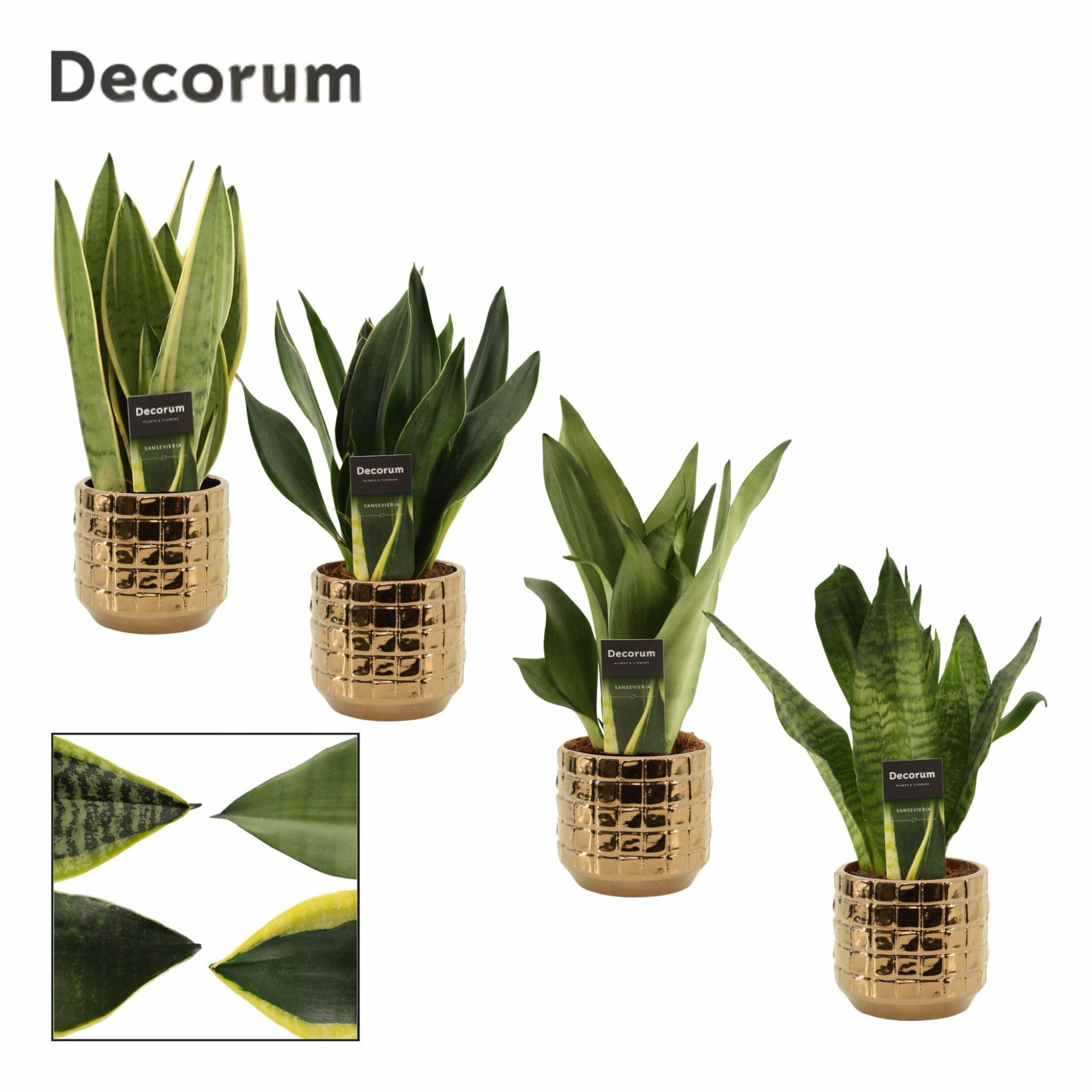 Sansevieria super mix 12 cm in Janneke (Top lend-Collection), D 12 cm