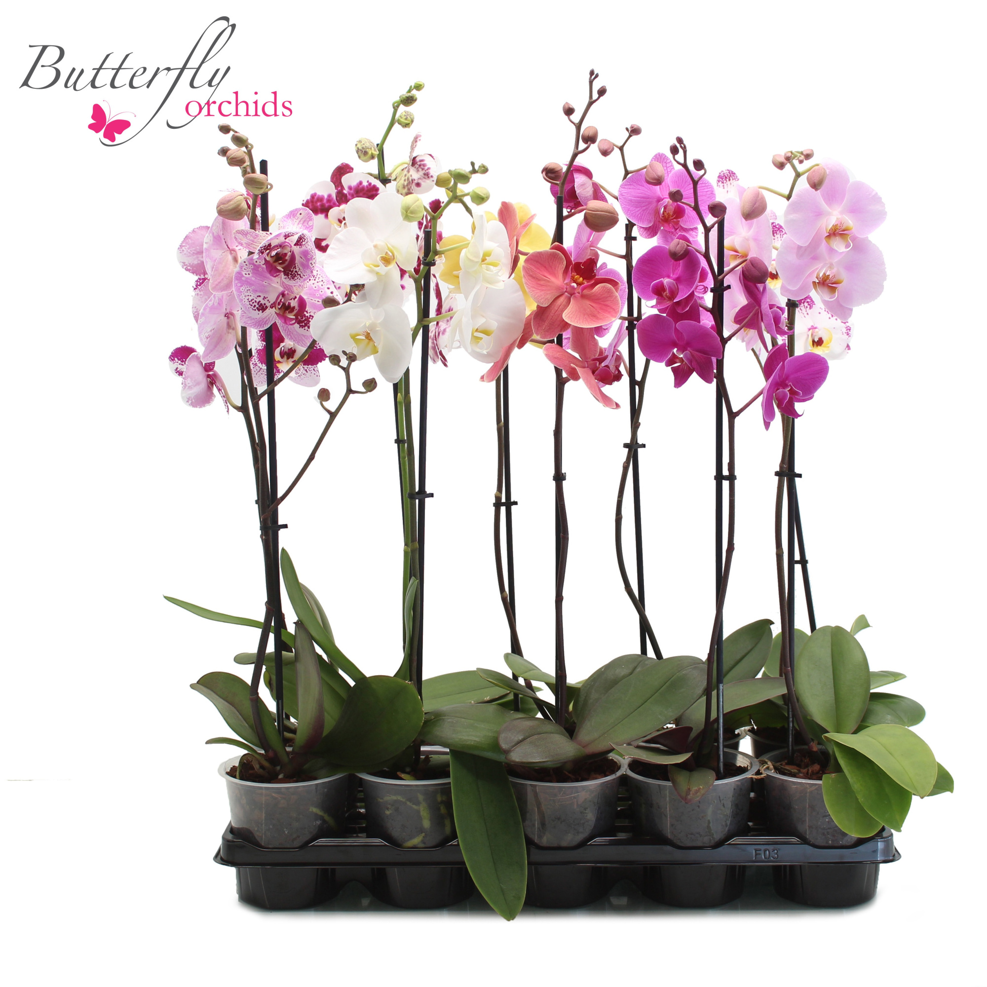 Phalaenopsis Mix 1 tak 6+ 55-70 cm, D 12