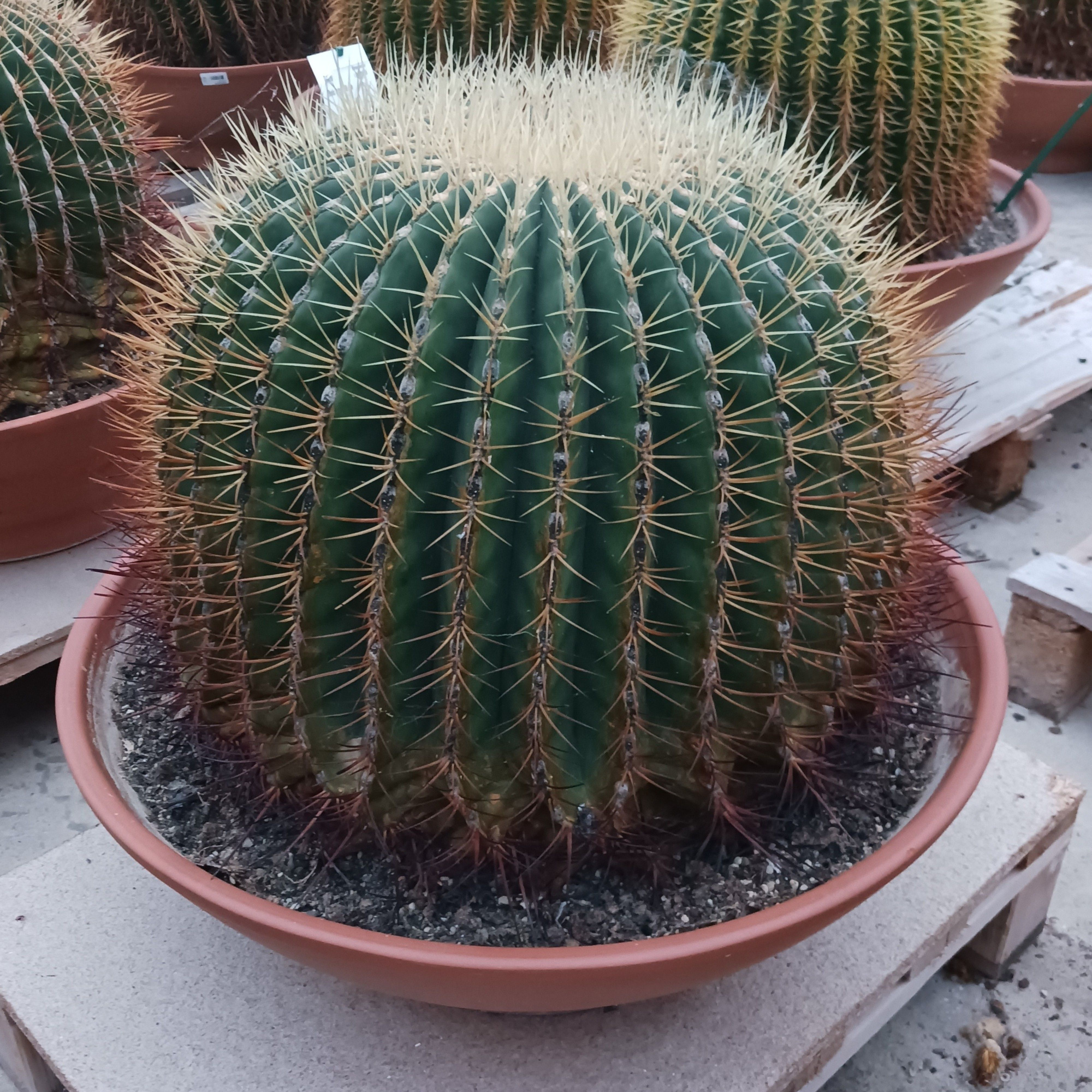 Bolcactus 60 cm, D 60 cm