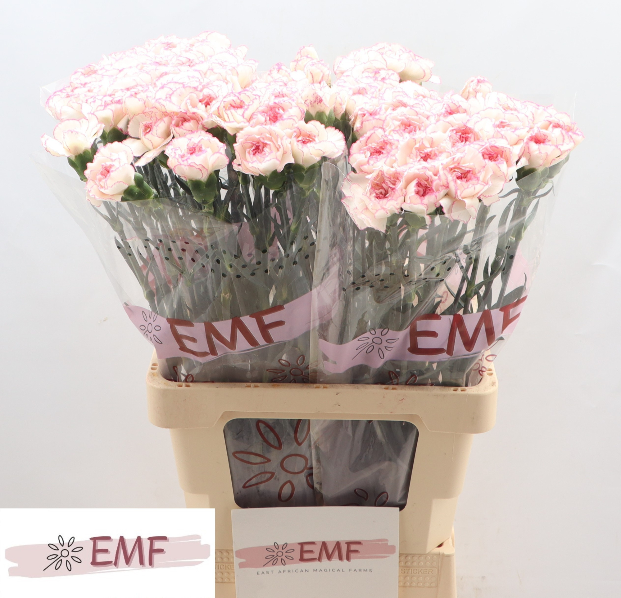 Диантус од. Пастель Дамаскус, шт.