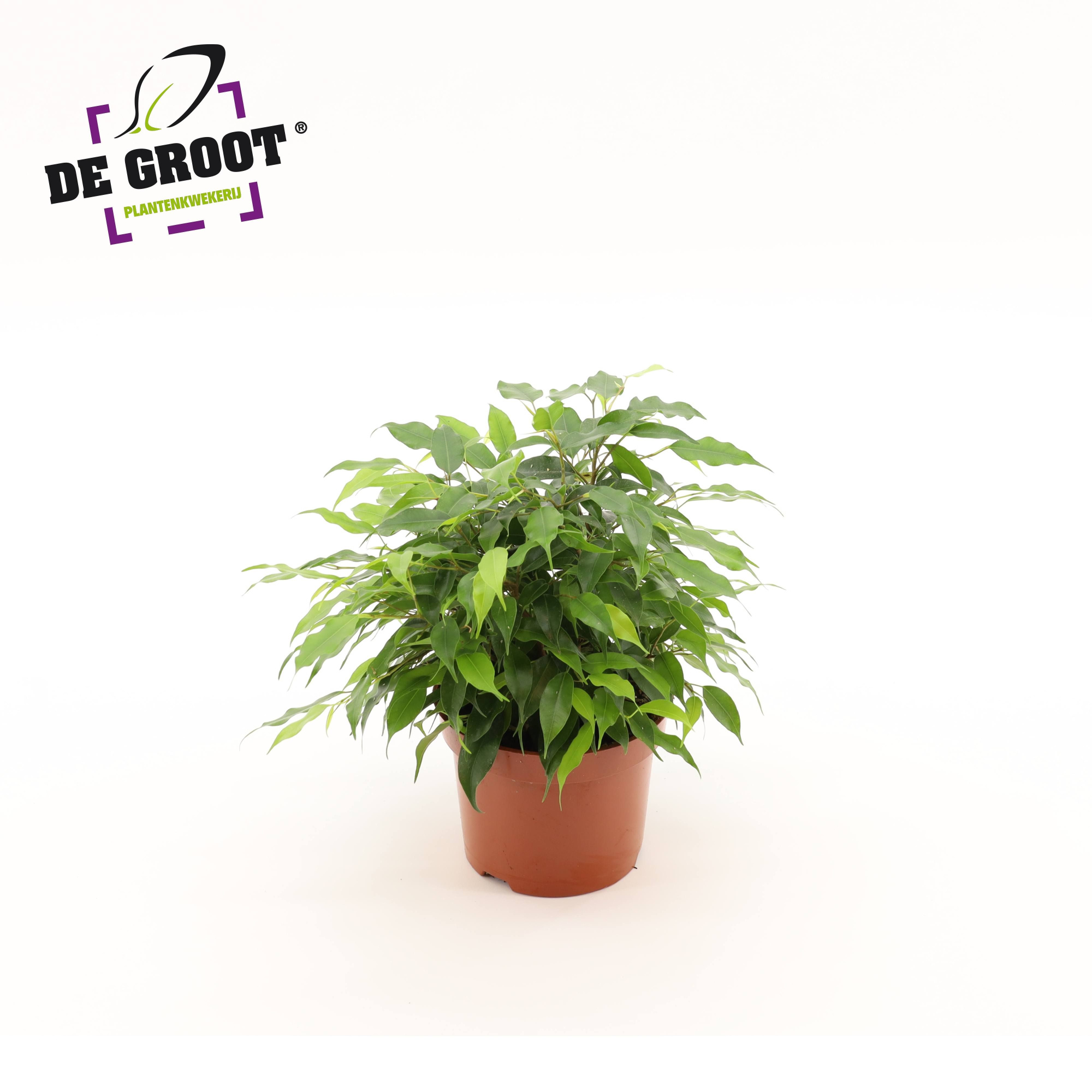 Ficus benjamina 'Green Kinky', D 12 cm