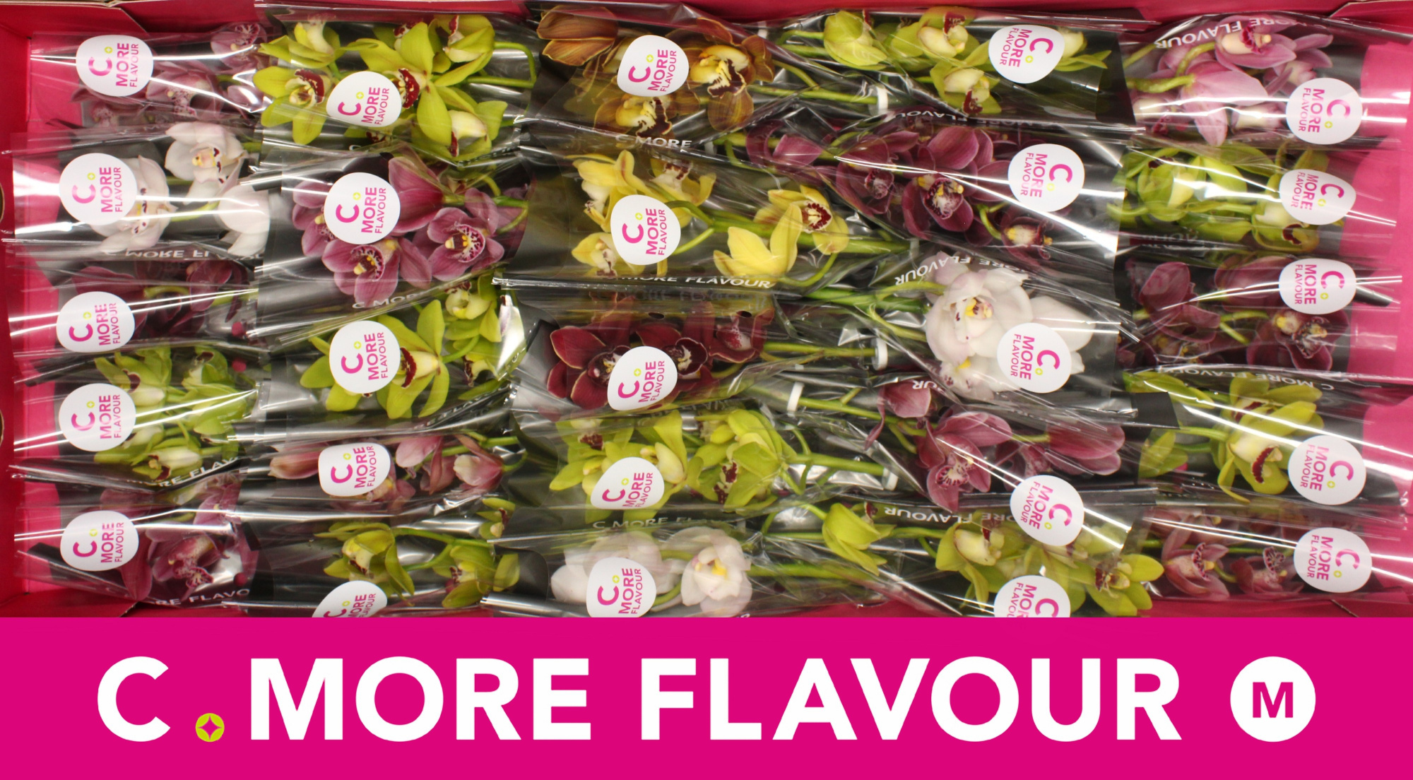 Цимбидиум мини Микс x25 30, шт.