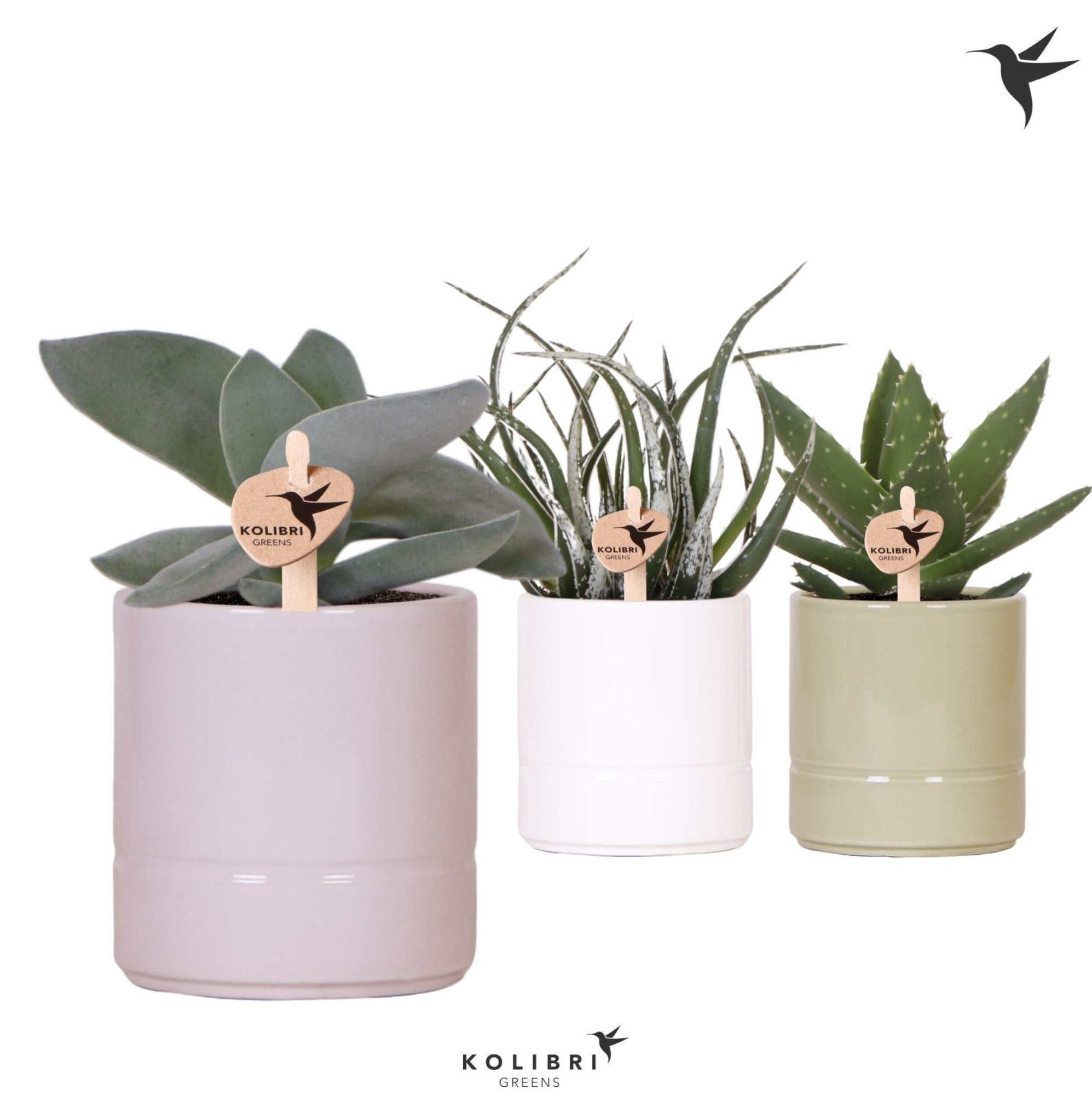 Kolibri Greens Succulenten mix in Pastel pot mix, D 9 cm