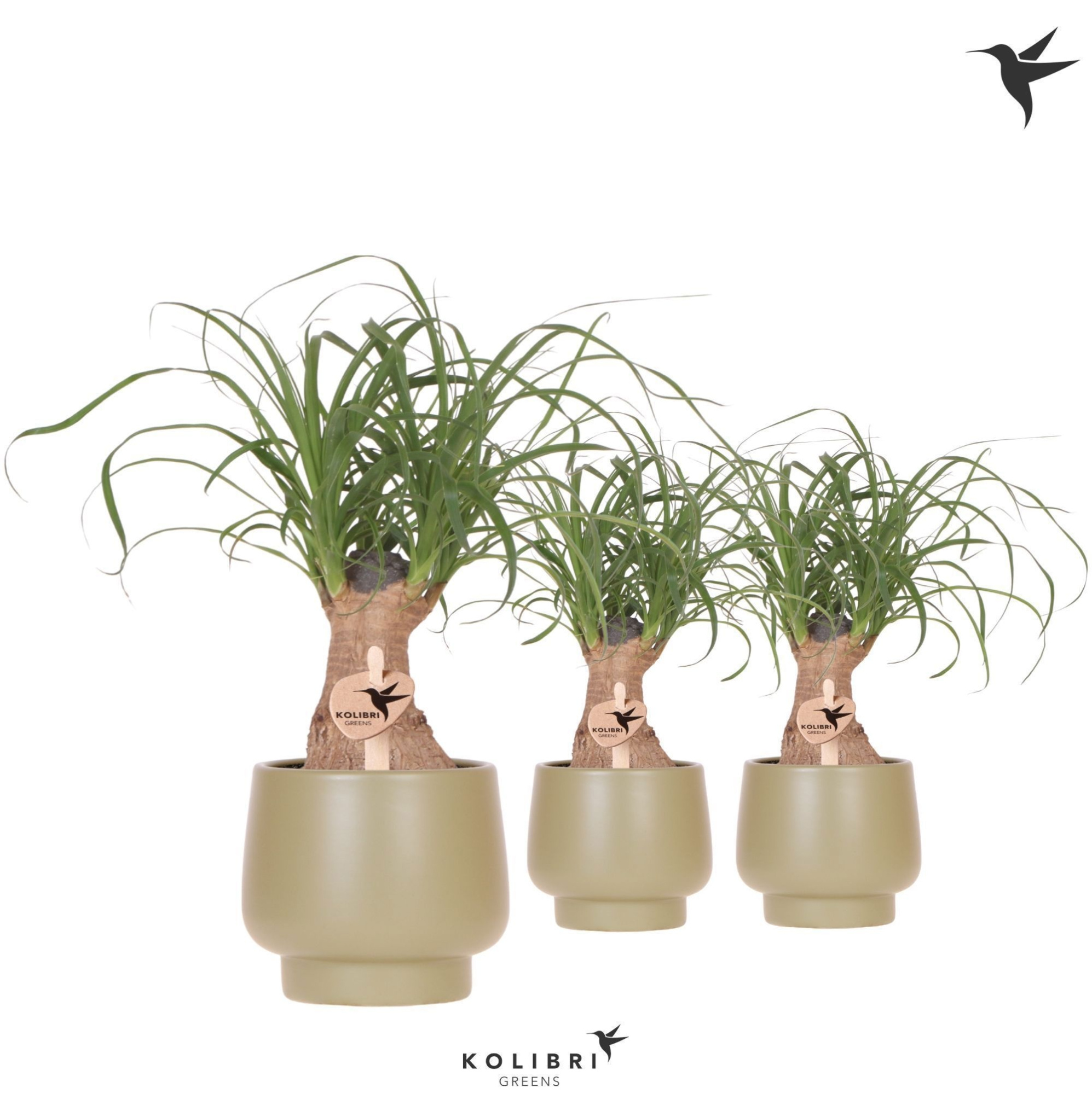 Kolibri Greens Beaucarnea in Scandic pot green, D 9 cm