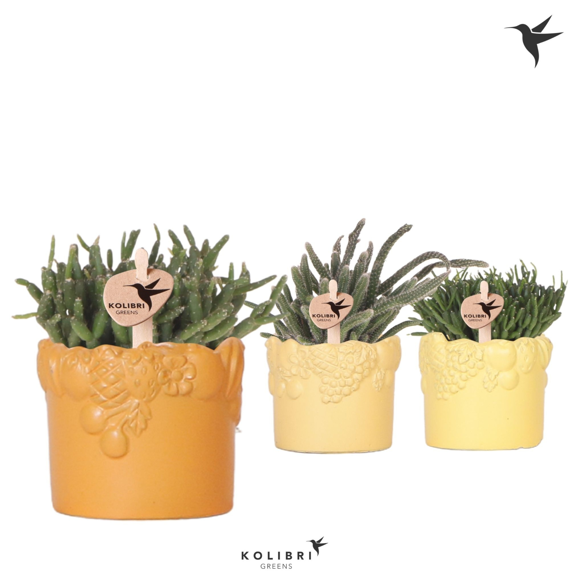 Kolibri Greens Rhipsalis mix in Fruity pot yellow mix, D 6 cm
