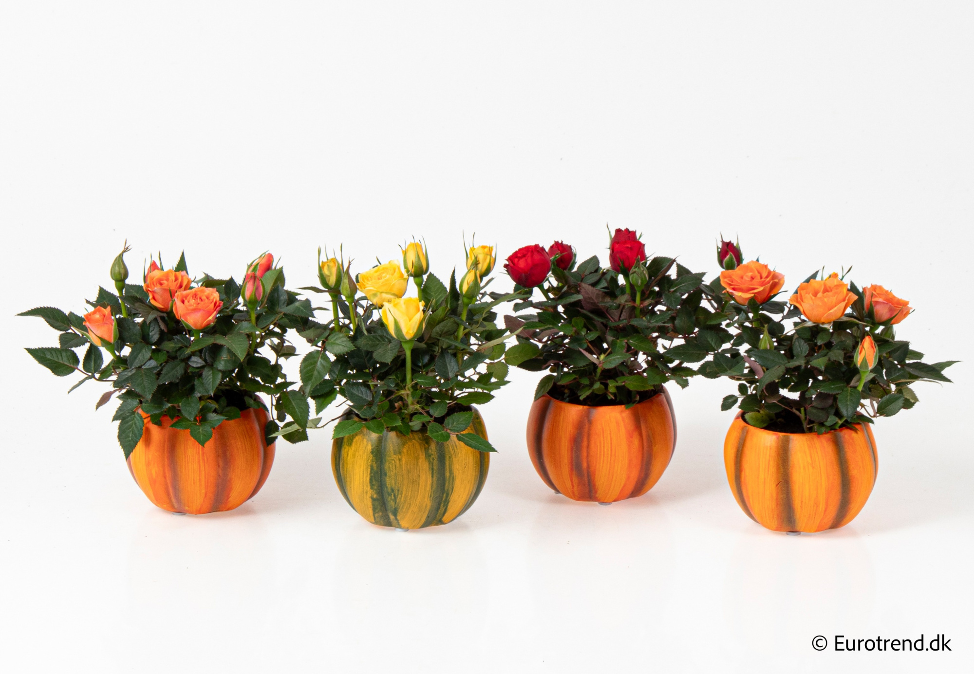 Roses Hybrid in Halloween ceramic 2025, D 6 cm