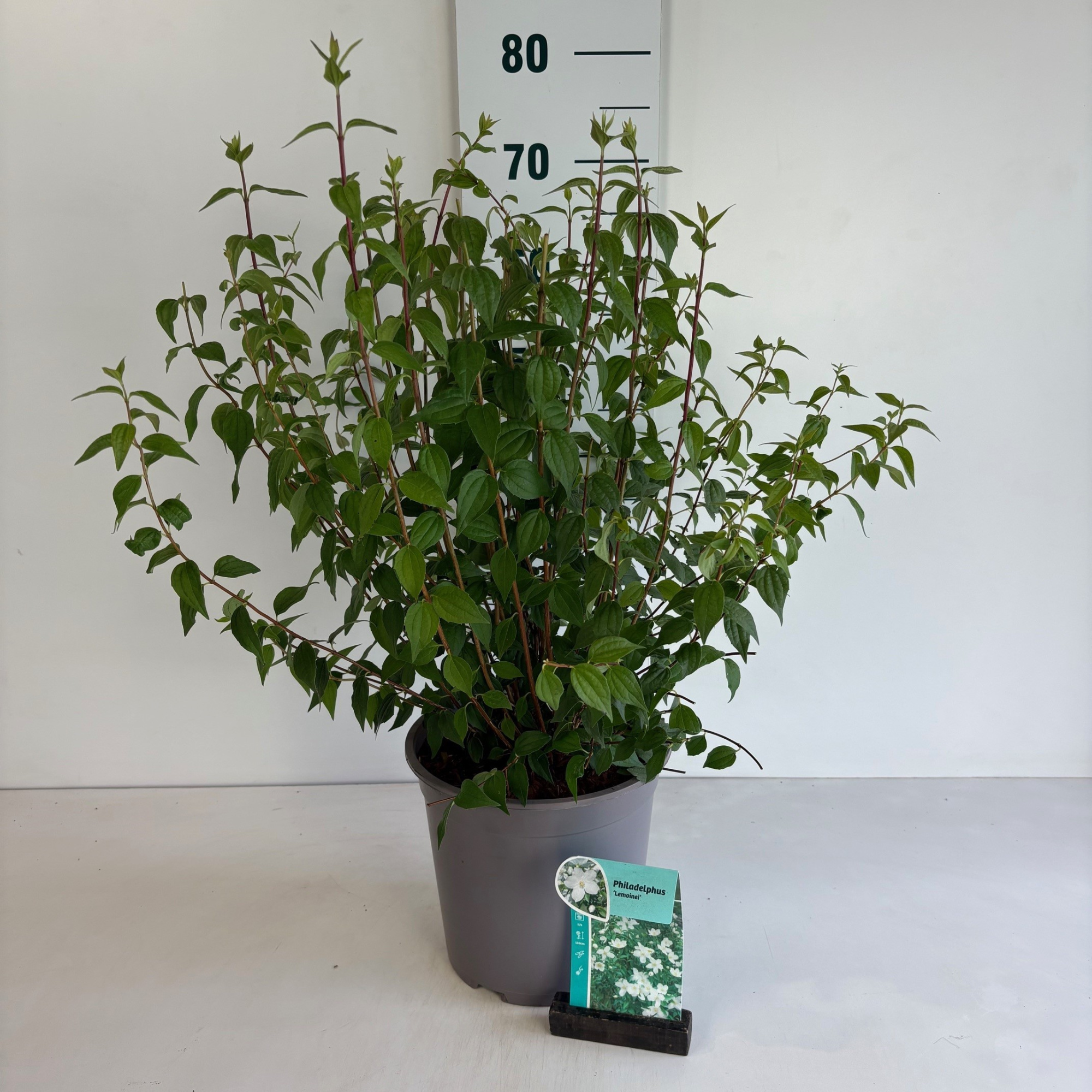 Philadelphus Lemoinei, D 24 cm