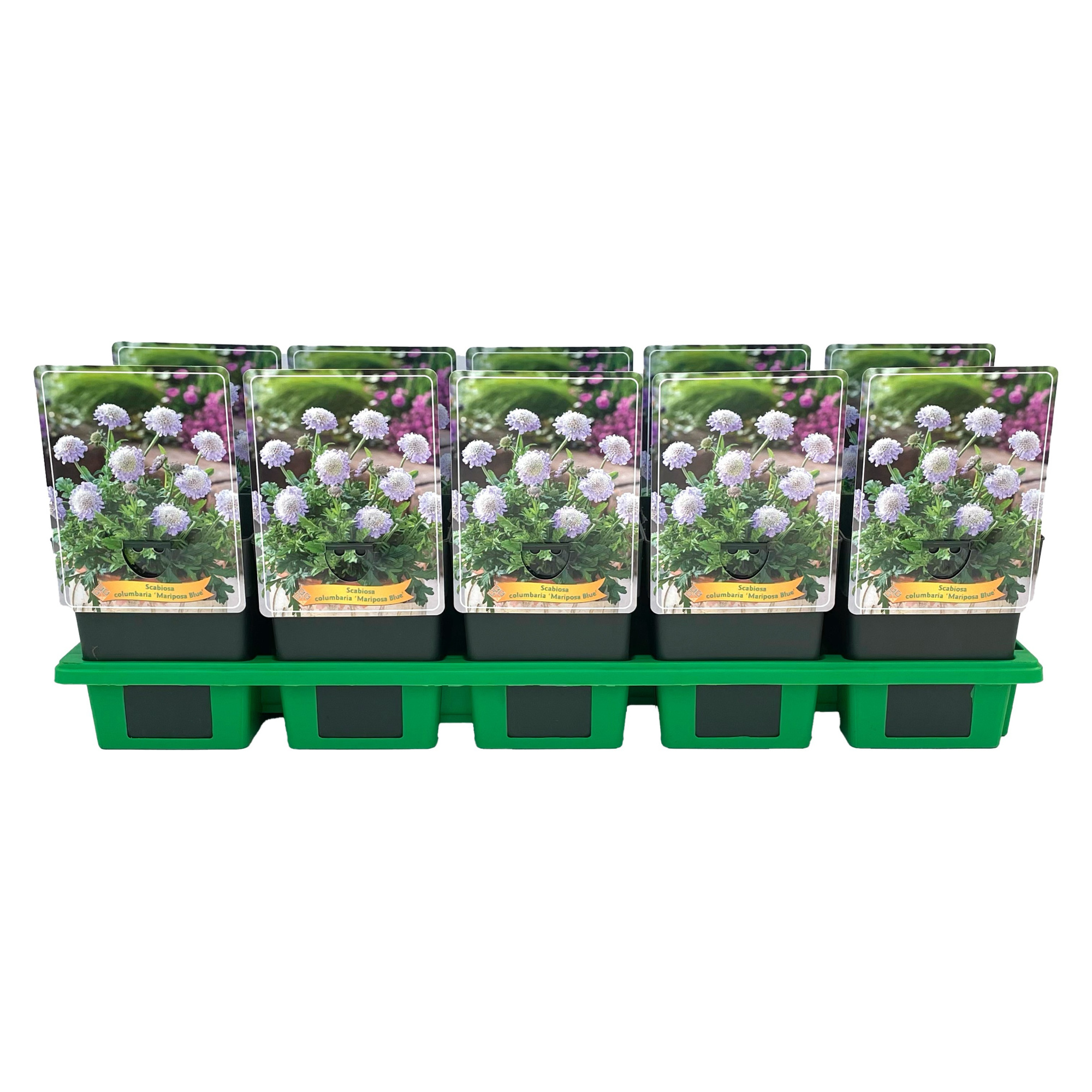 Scabiosa columbaria 'Mariposa Blue' P11, D 11 cm