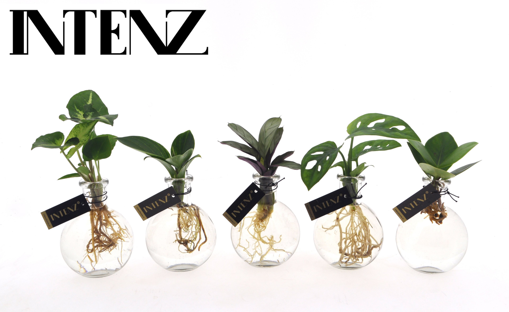 Mix in Samoa glas - levertijd: 24 uur, D 7 cm